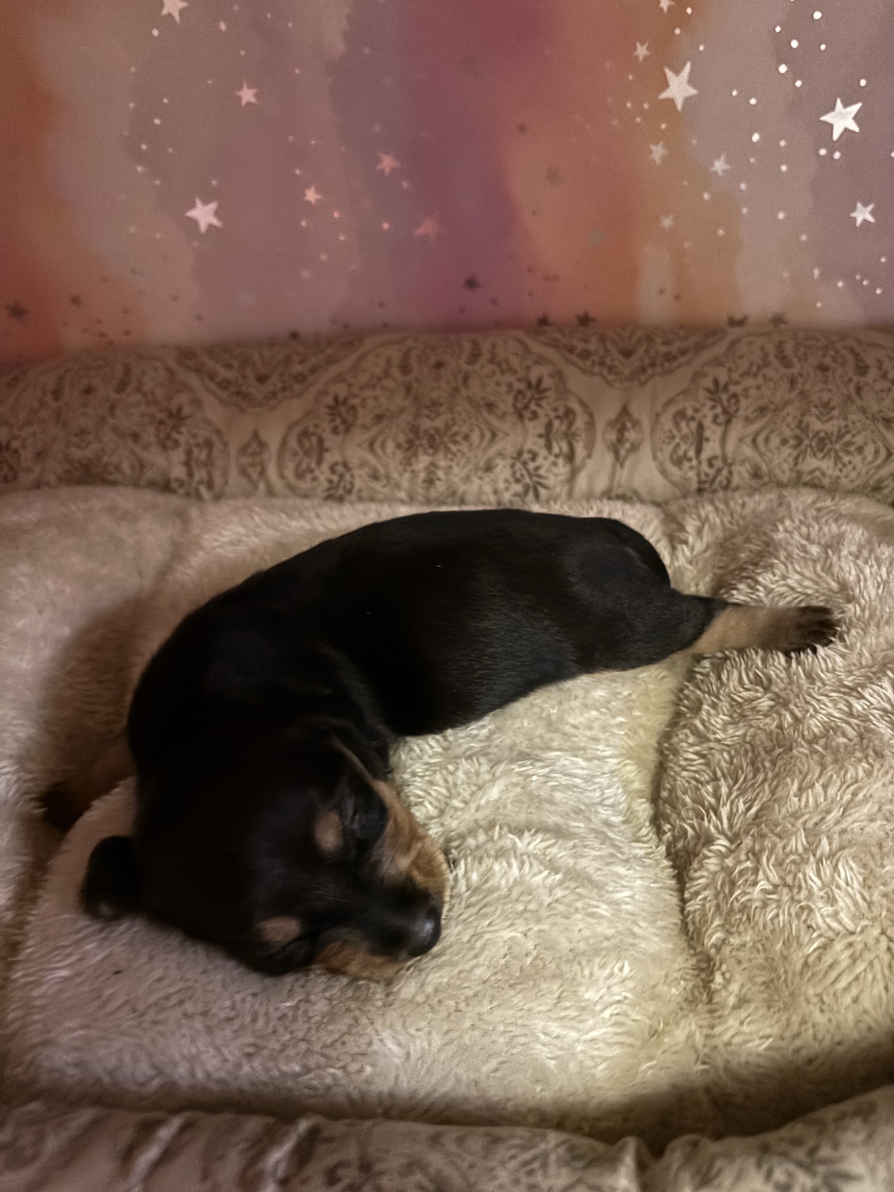 dachshund puppies 7/1 image 6