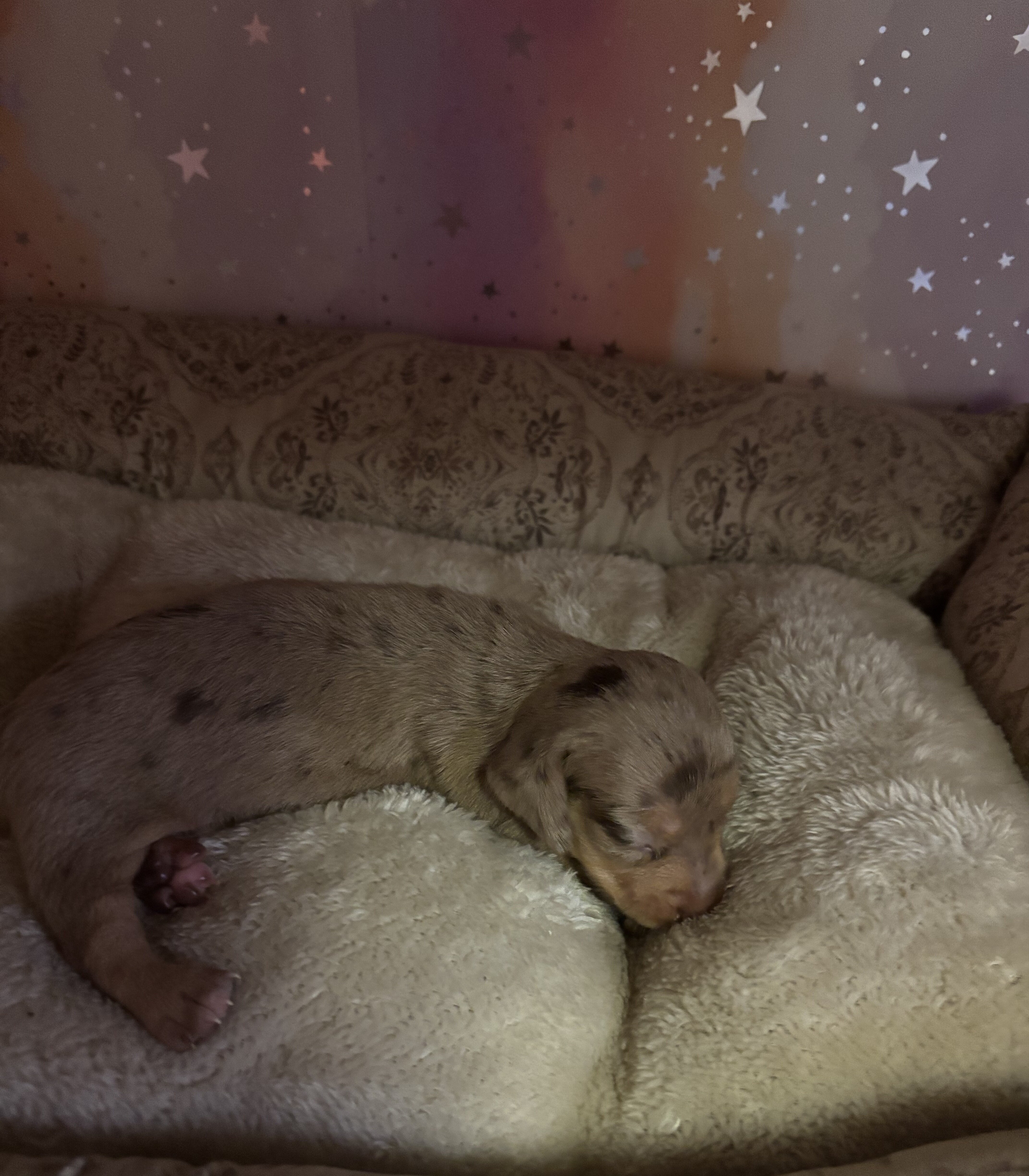 dachshund puppies 7/1 image 7