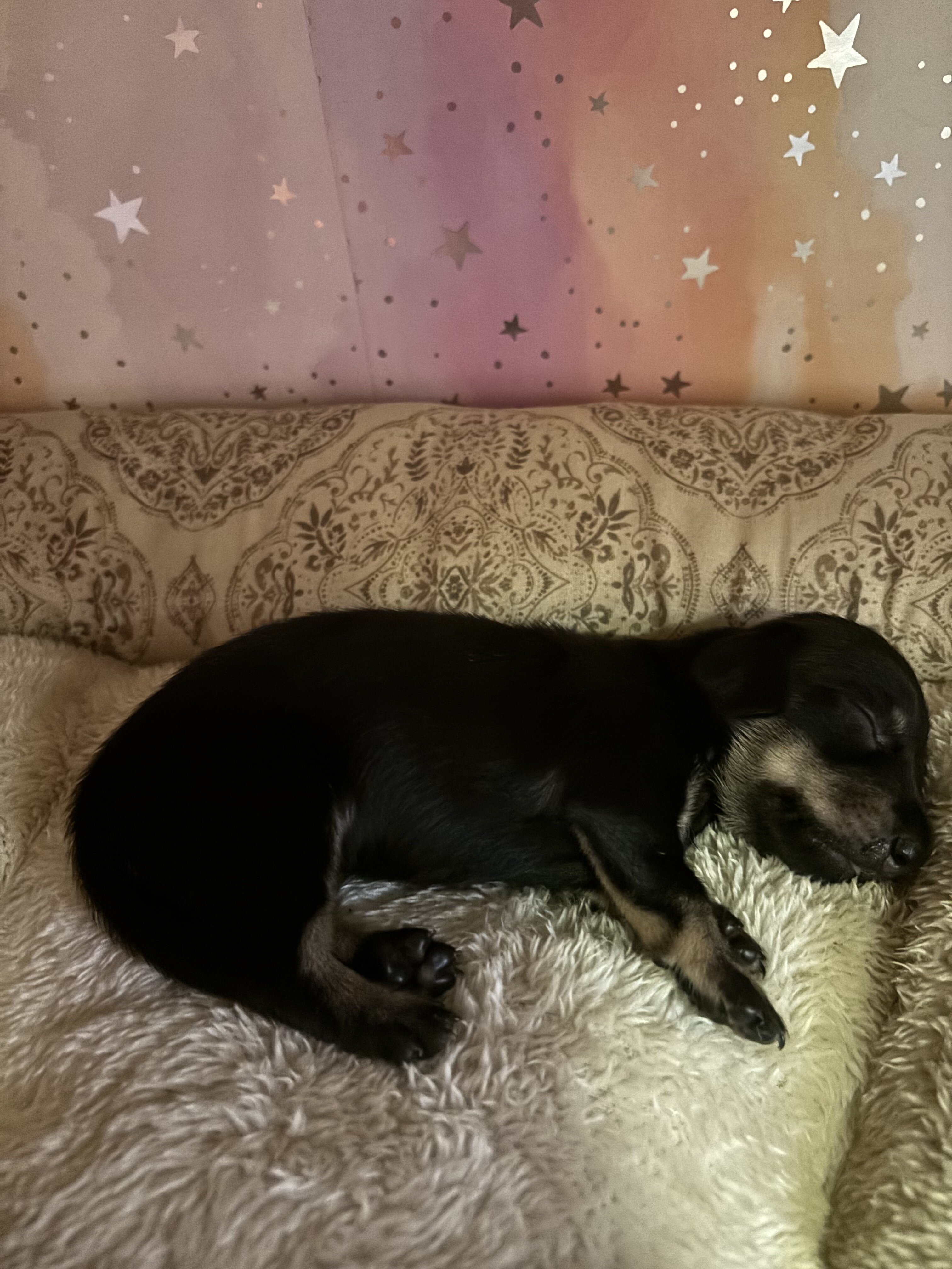 dachshund puppies 7/1 image 9