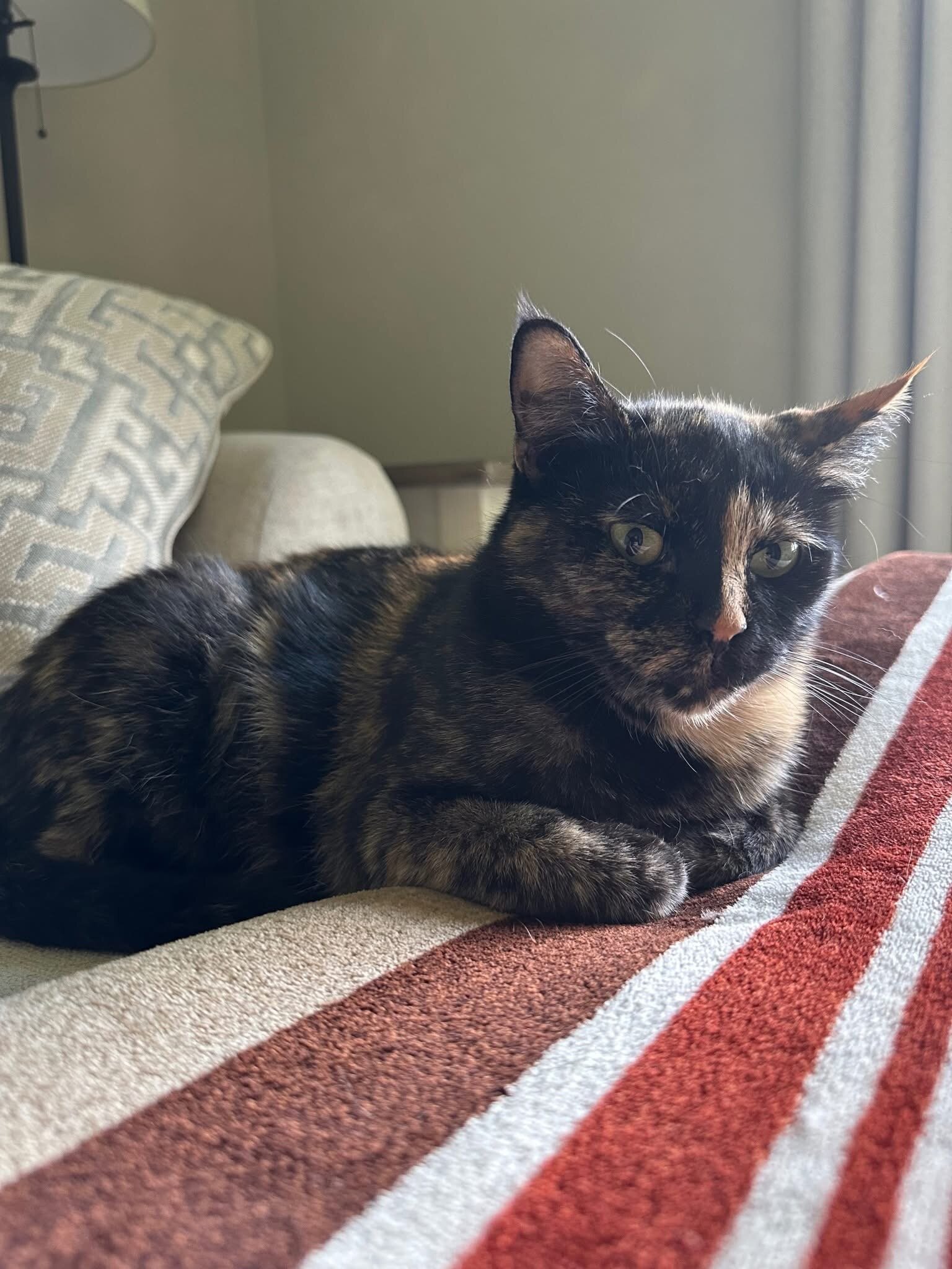 Female Adult Cats image 2