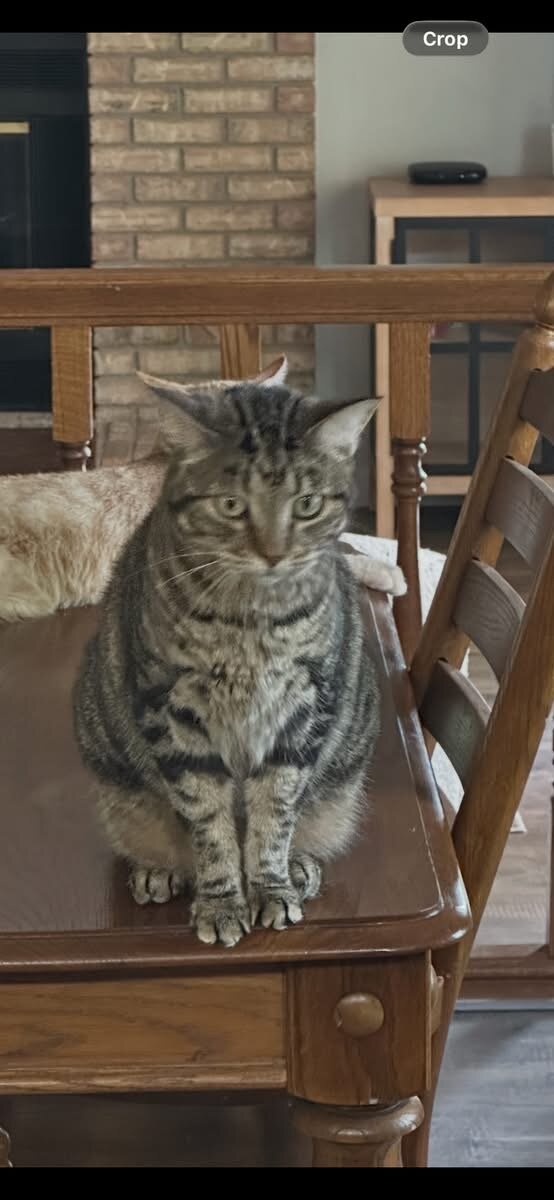 Female Adult Cats image 1