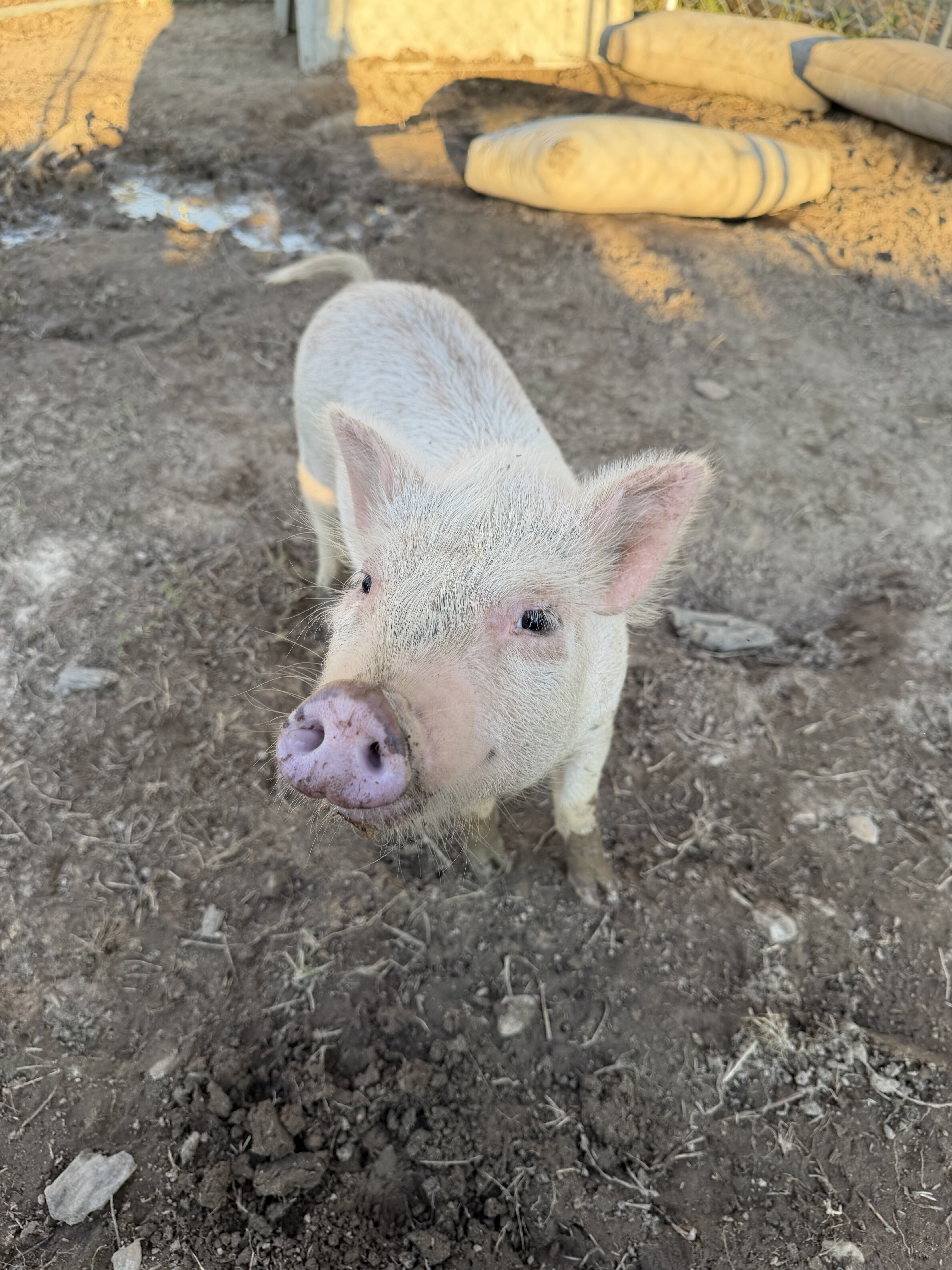 Potbelly Pig image 1