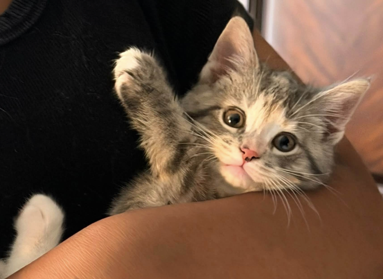 Free 8 week old Kittens image 1