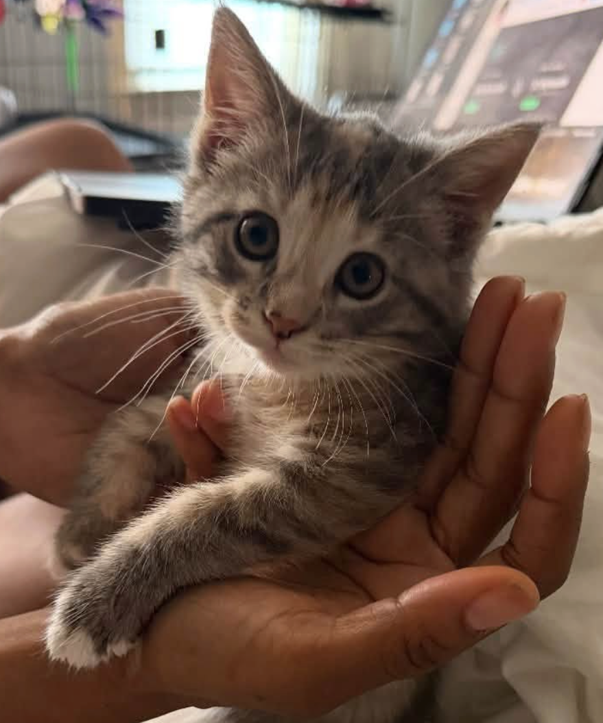 Free 8 week old Kittens image 2