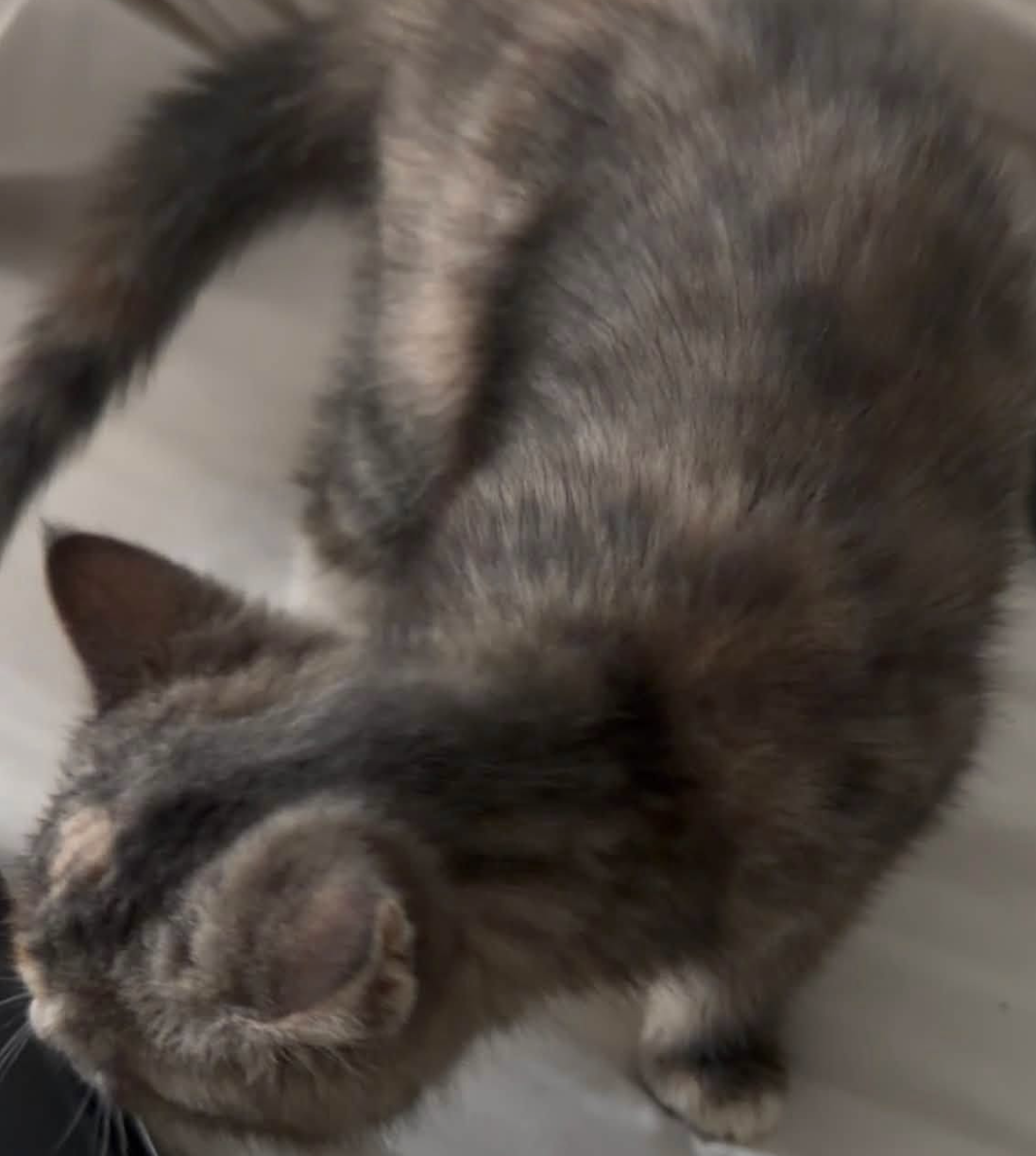 Free 8 week old Kittens image 3