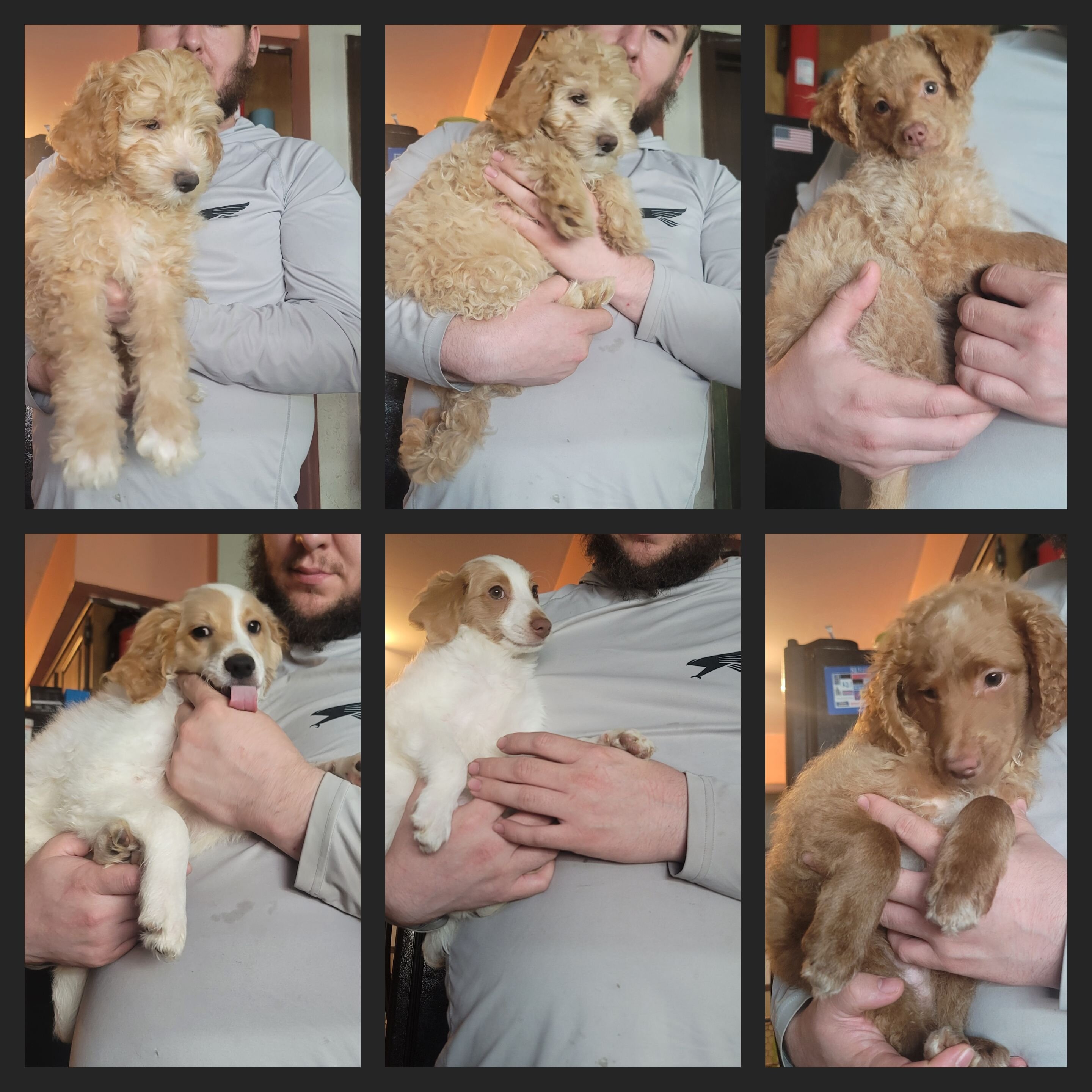 Mini Goldendoodle image 1