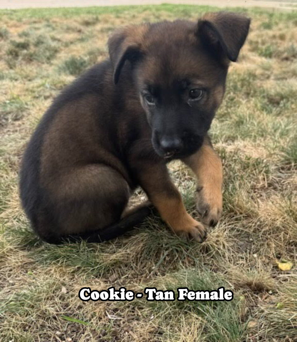 Belgian Malinois German shepherd cross puppies image 7