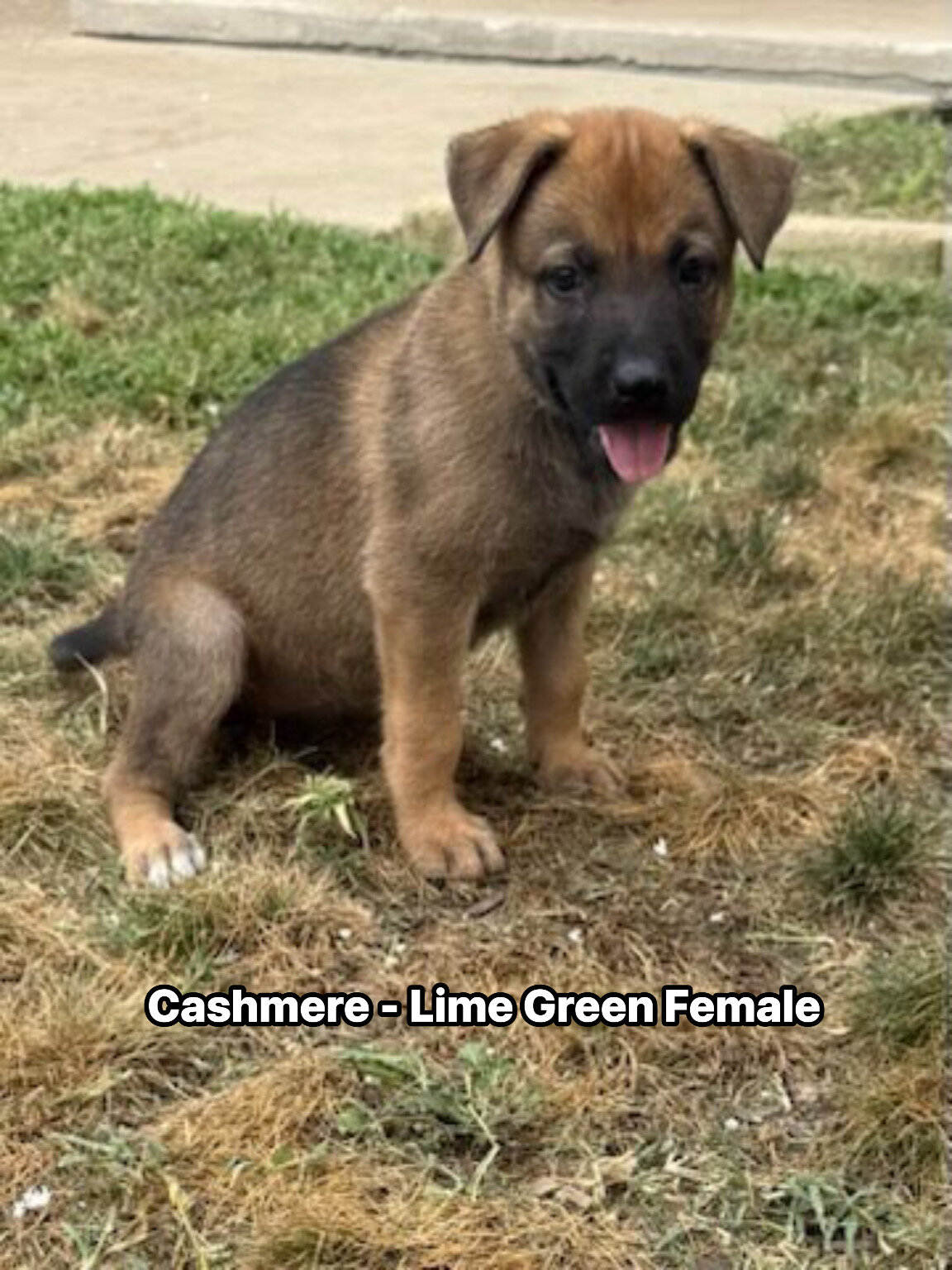 Belgian Malinois German shepherd cross puppies image 10