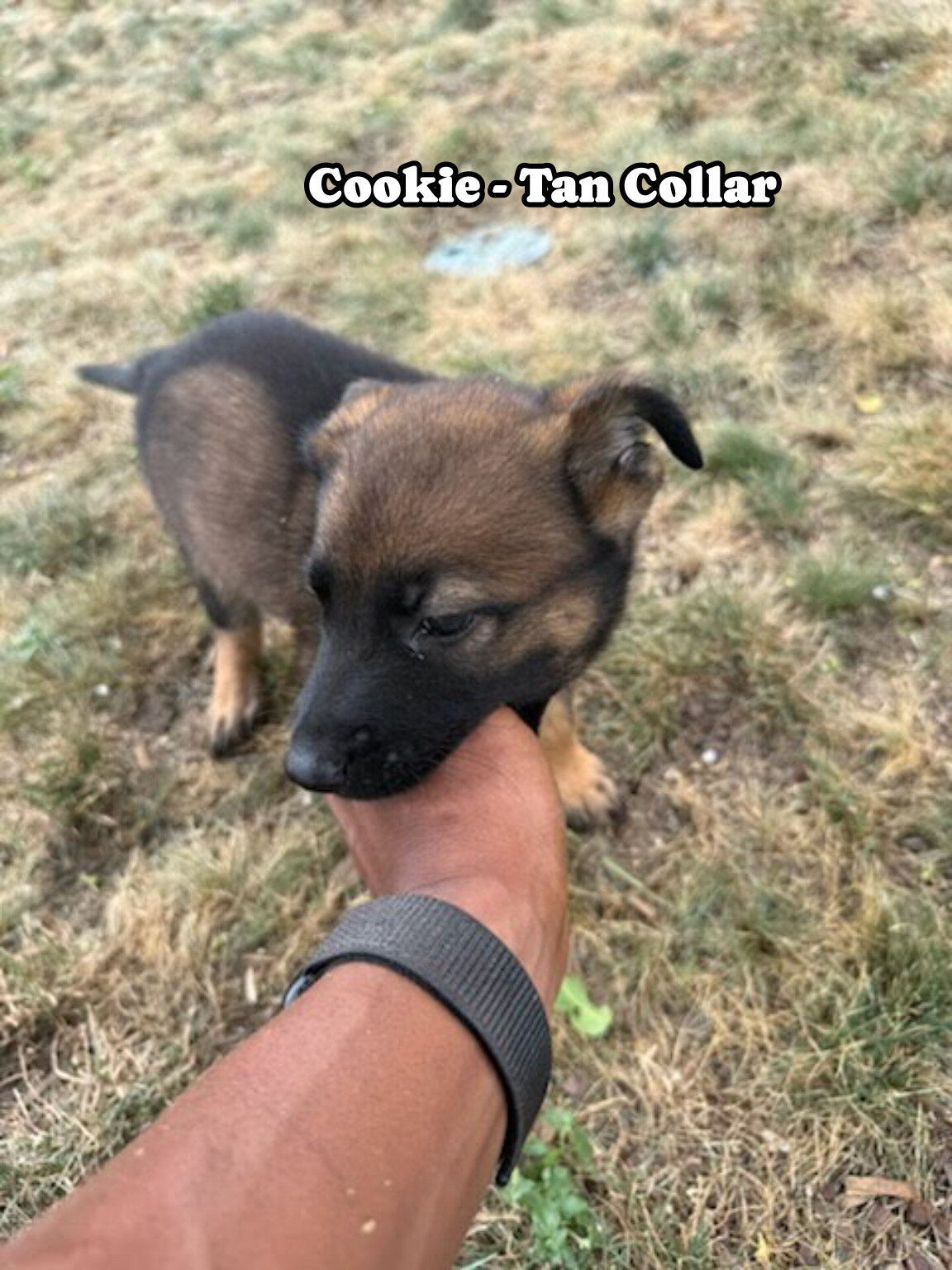 Belgian Malinois German shepherd cross puppies image 8