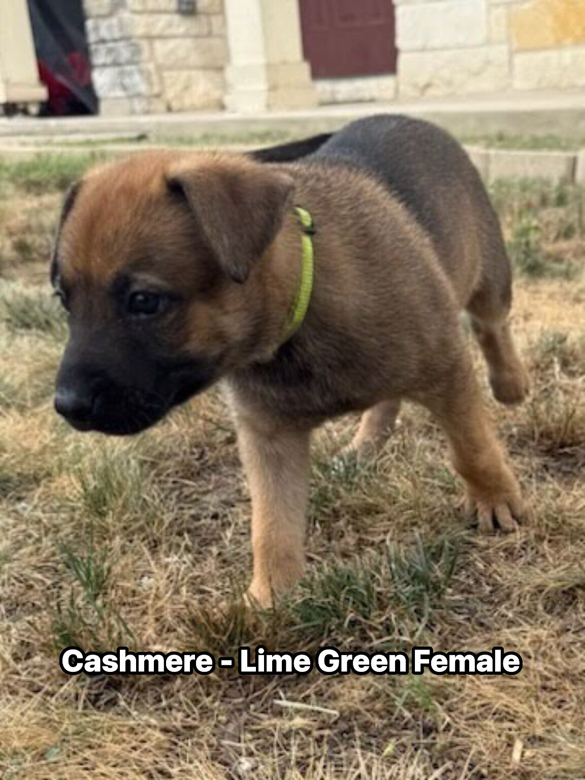 Belgian Malinois German shepherd cross puppies image 9