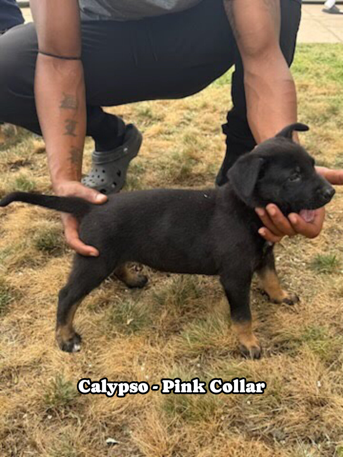 Belgian Malinois German shepherd cross puppies image 6