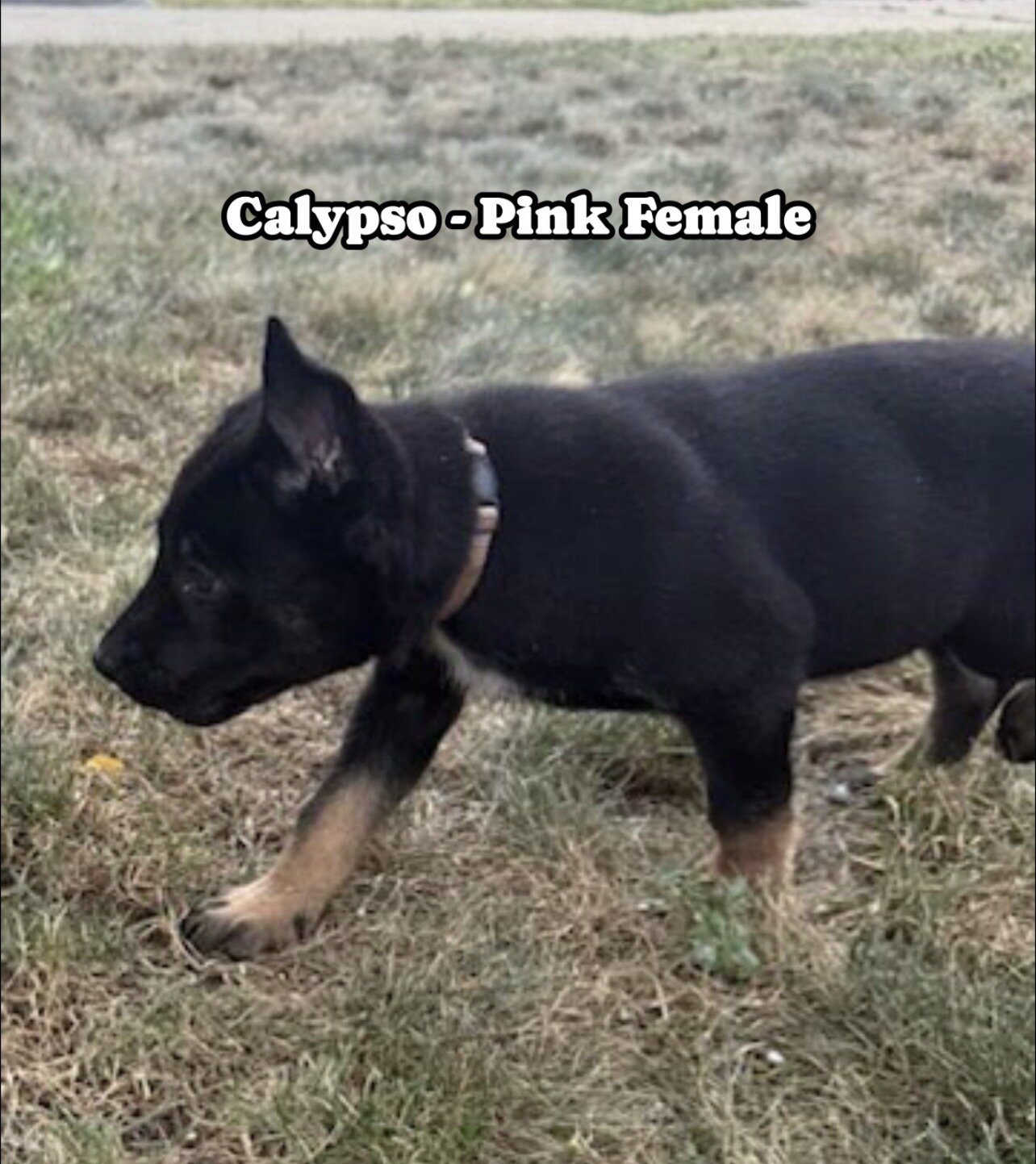 Belgian Malinois German shepherd cross puppies image 5