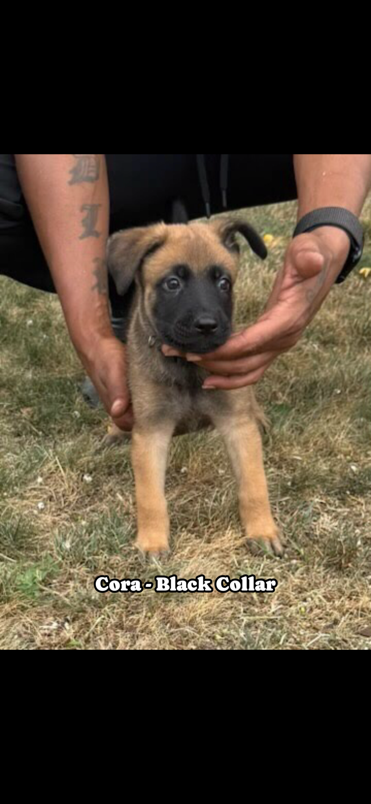 Belgian Malinois German shepherd cross puppies image 1