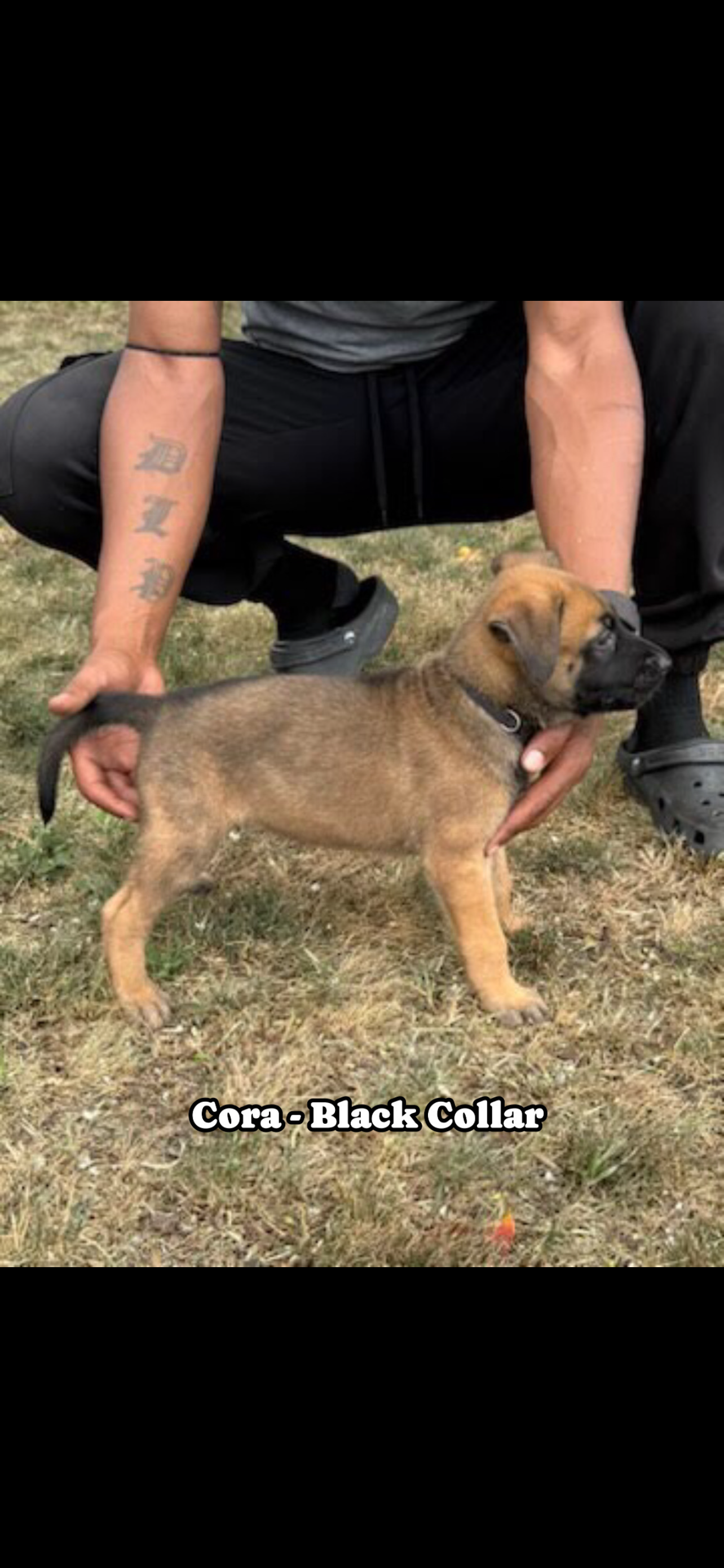 Belgian Malinois German shepherd cross puppies image 2