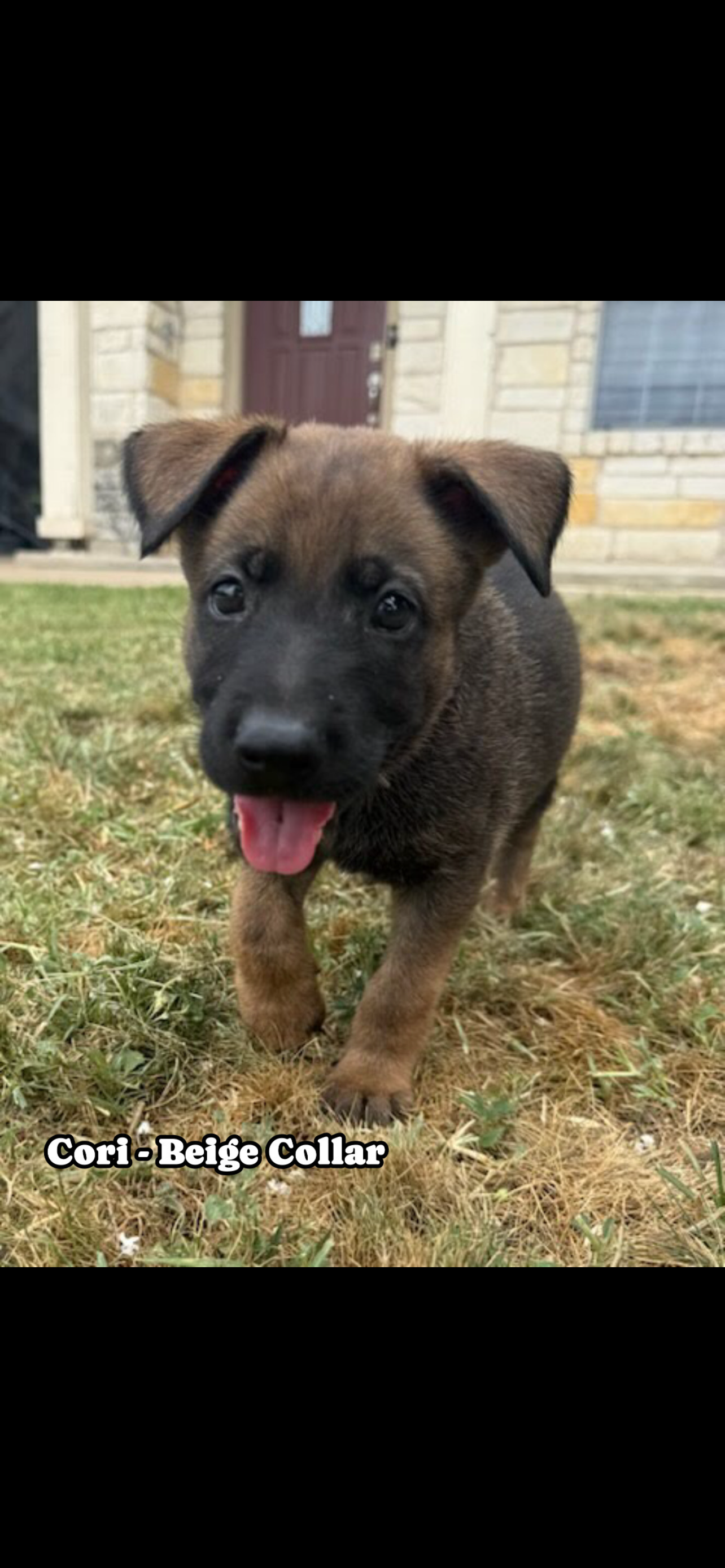 Belgian Malinois German shepherd cross puppies image 3