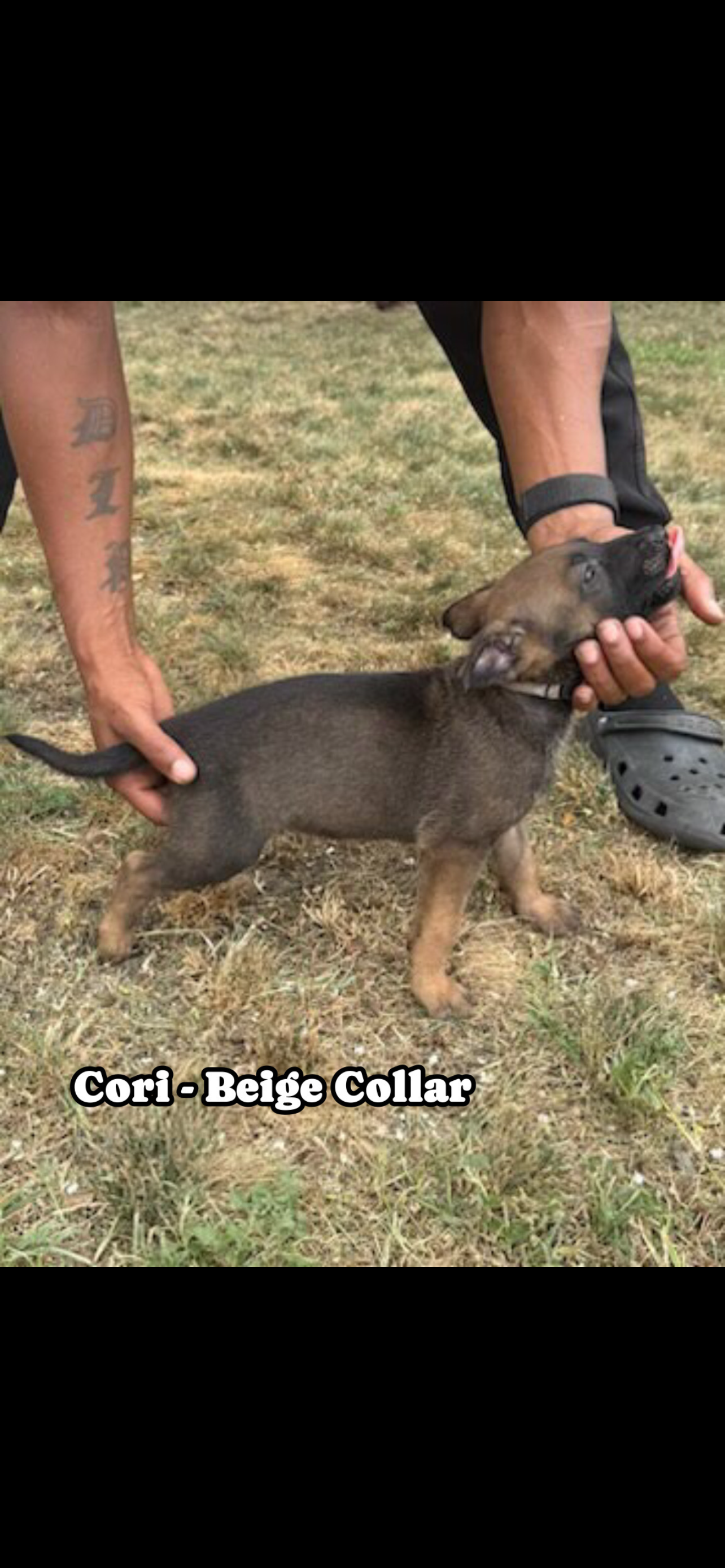 Belgian Malinois German shepherd cross puppies image 4