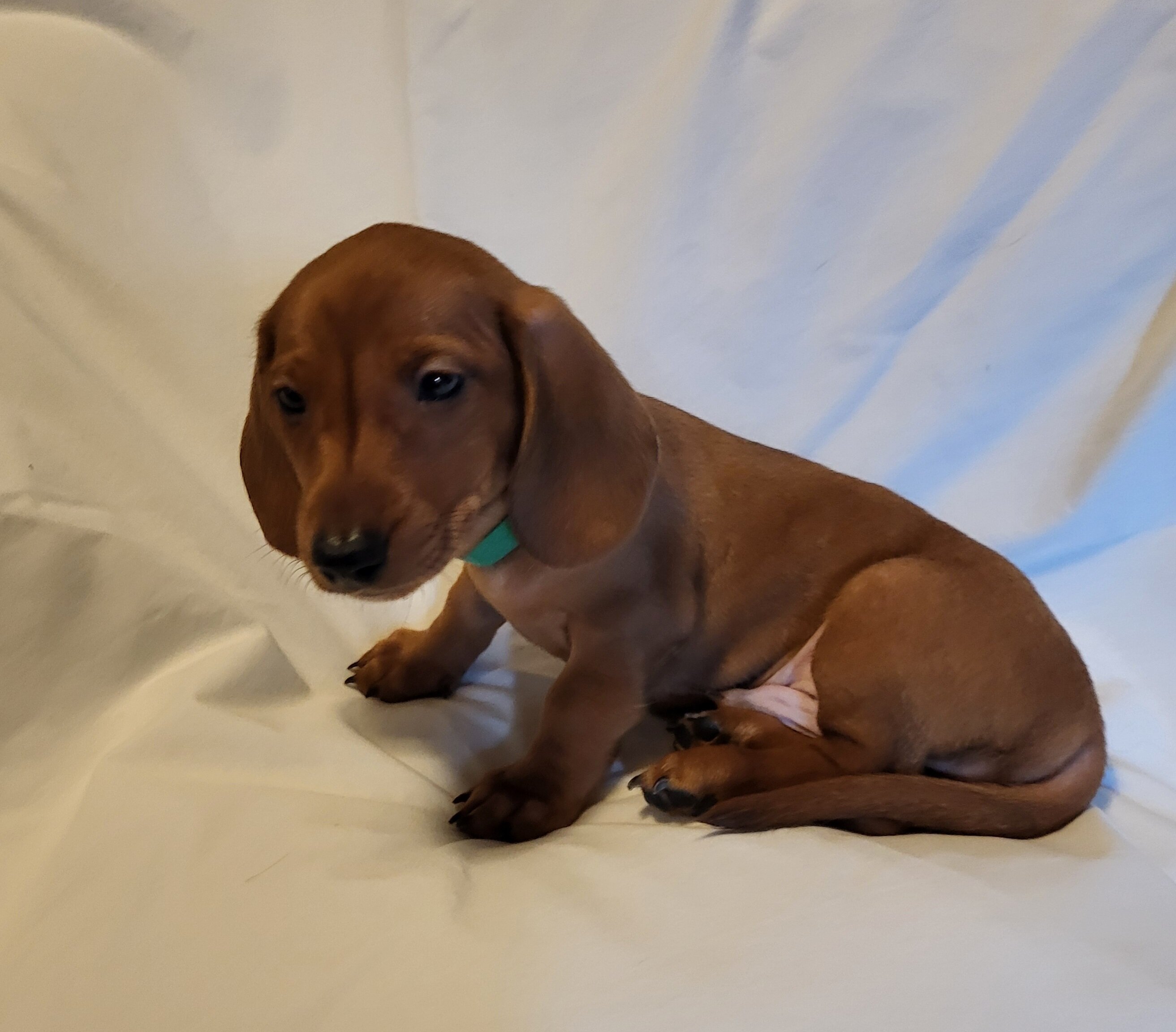 Dachshund AKC Minis image 2