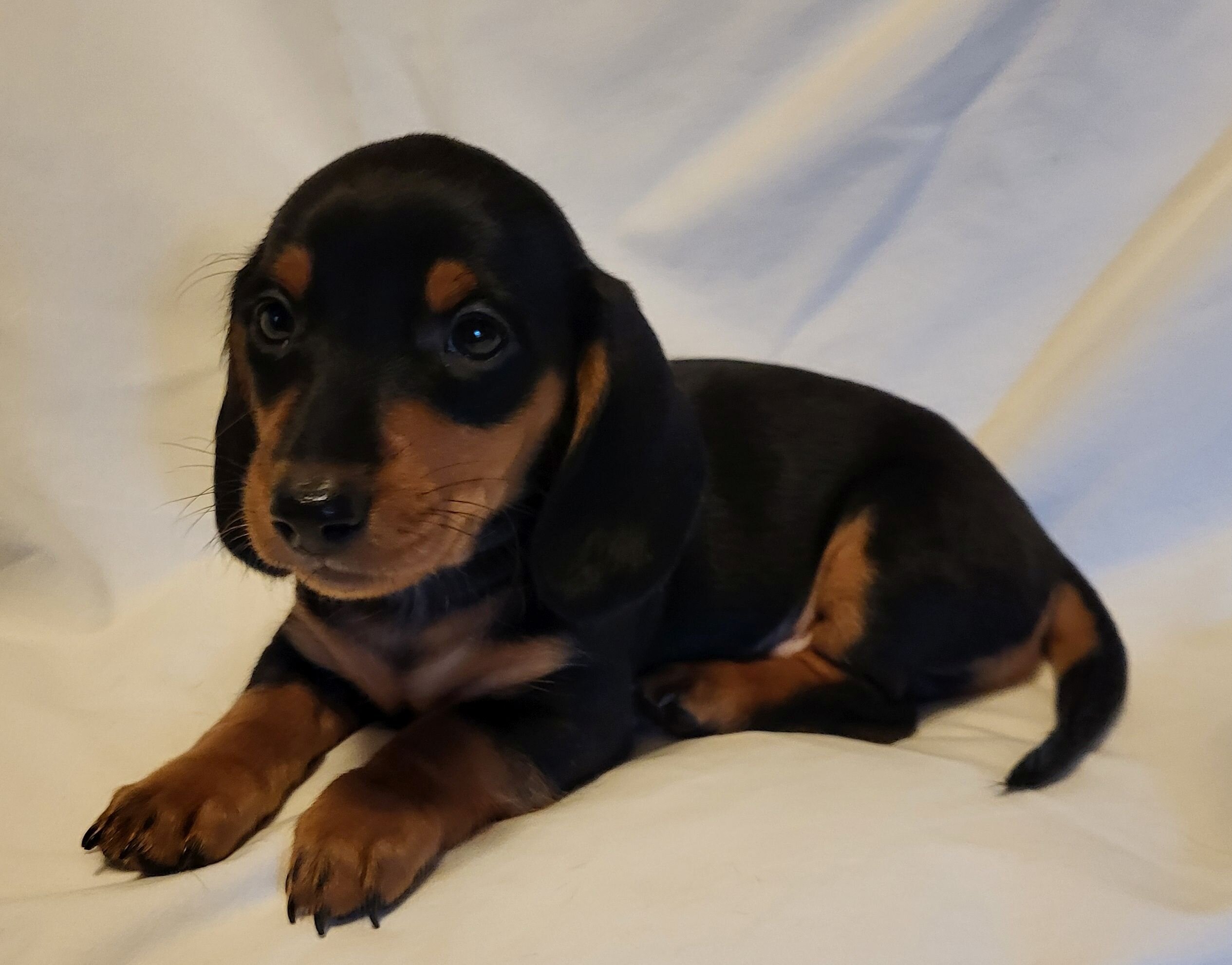 Dachshund AKC Minis image 5