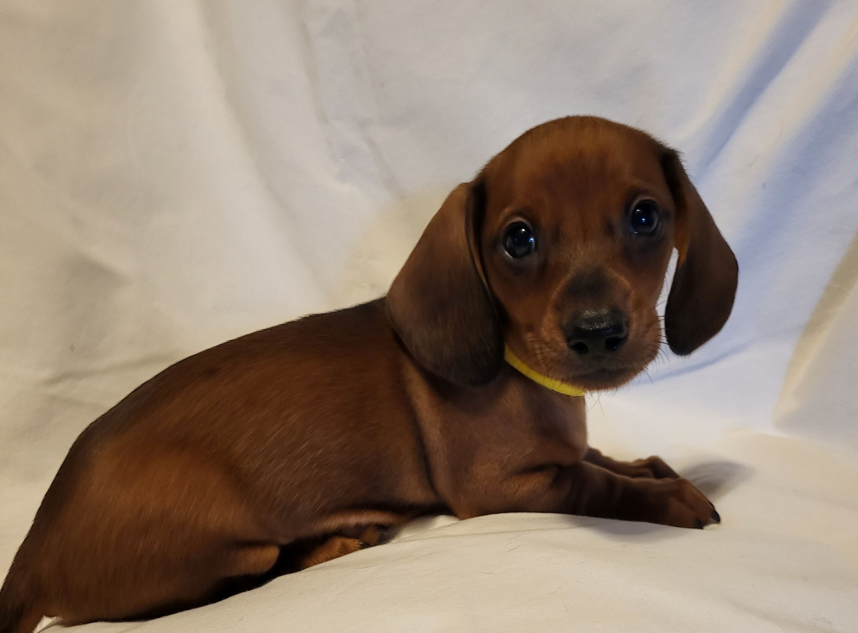 Dachshund AKC Minis image 4