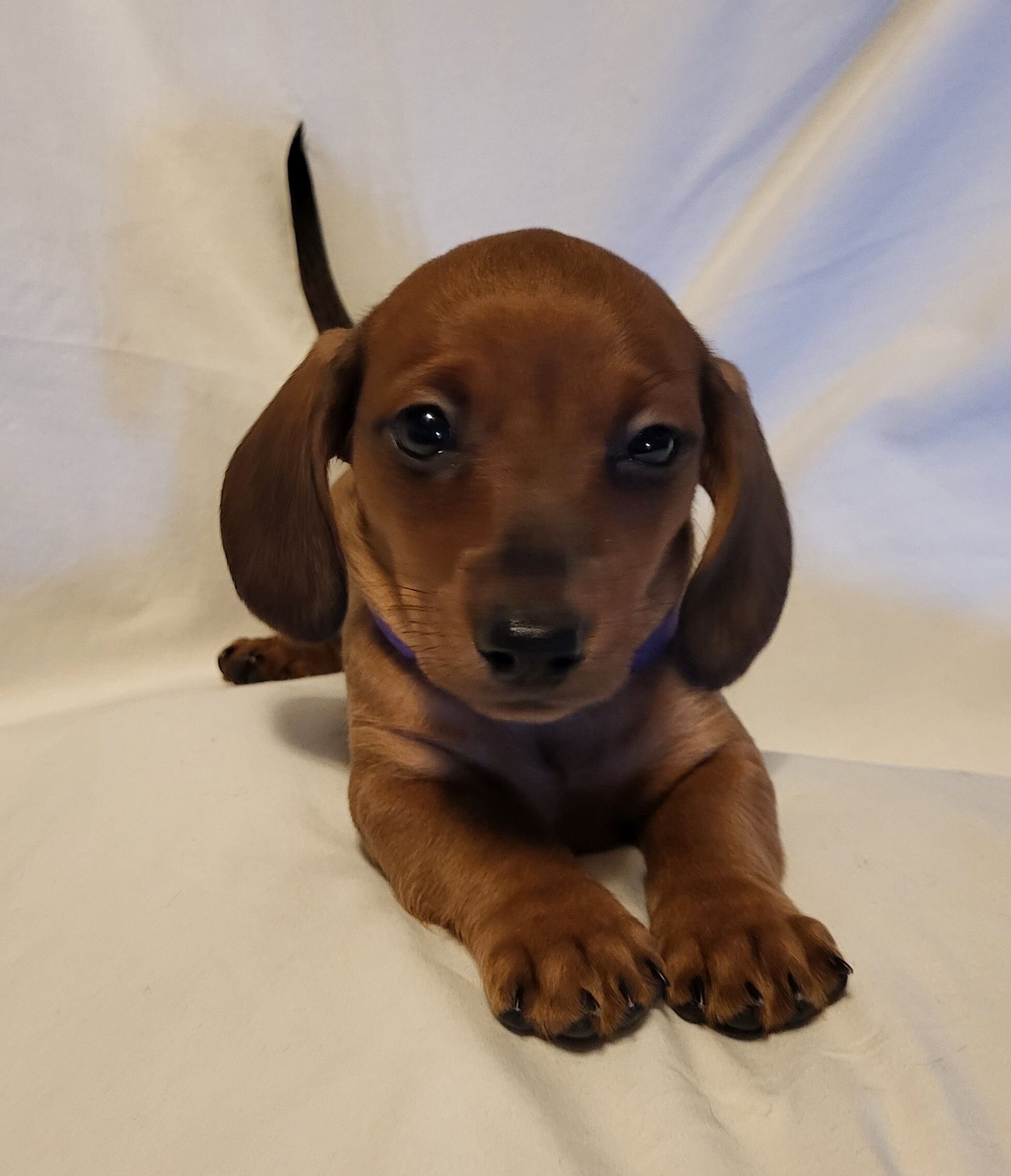 Dachshund AKC Minis image 3