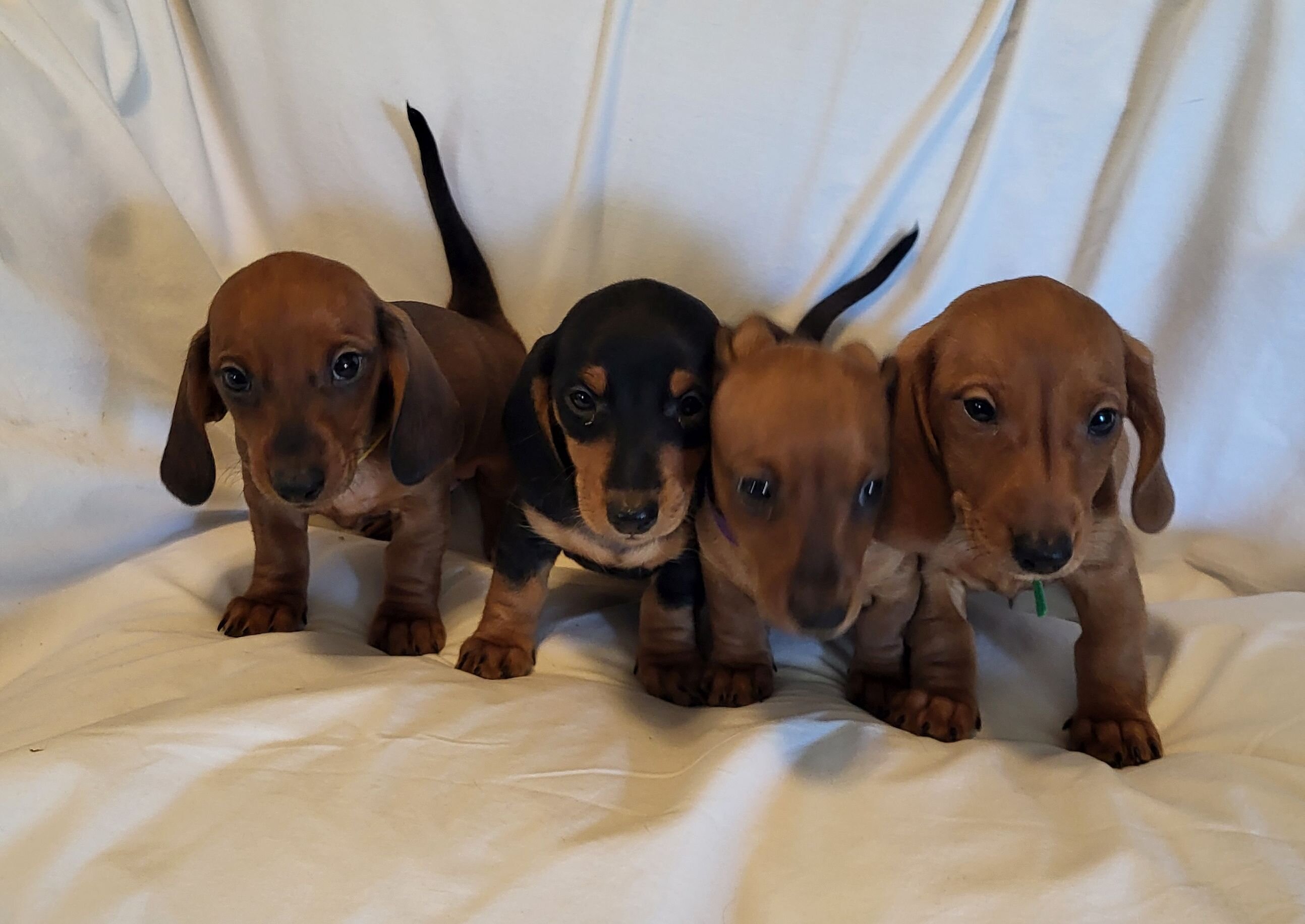 Dachshund AKC Minis image 1