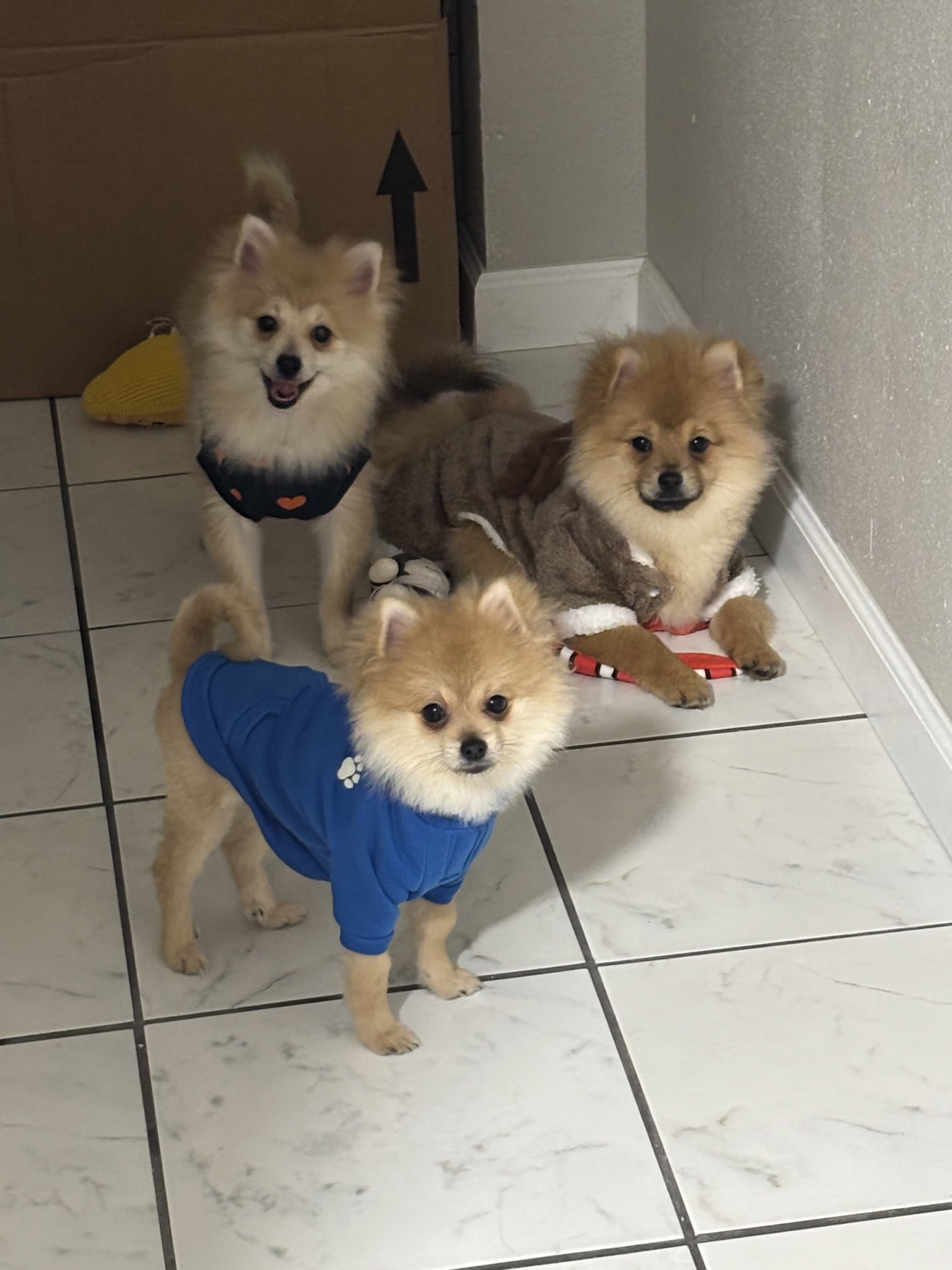 Pomeranian image 1