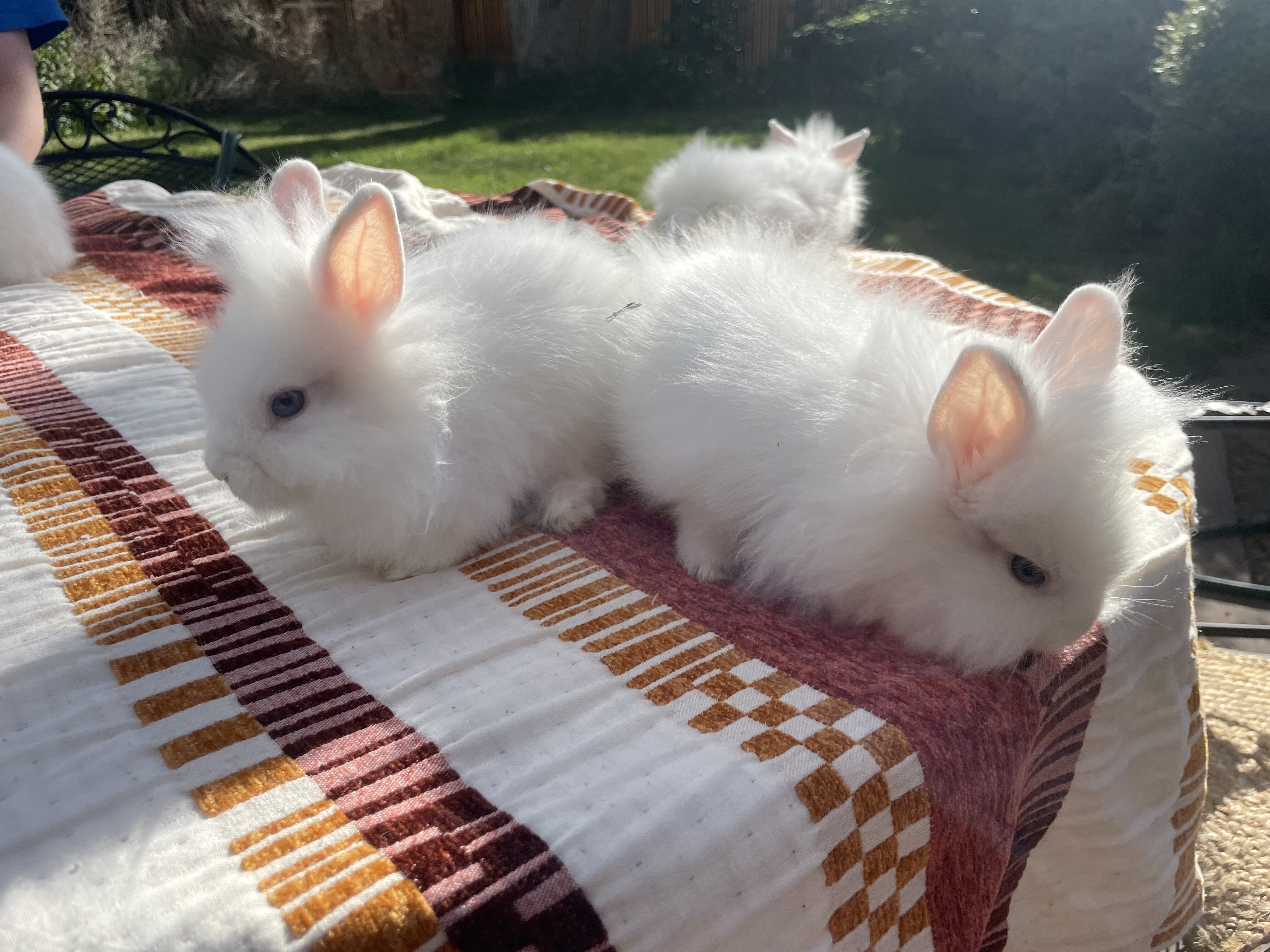 Lionhead Bunnies image 4