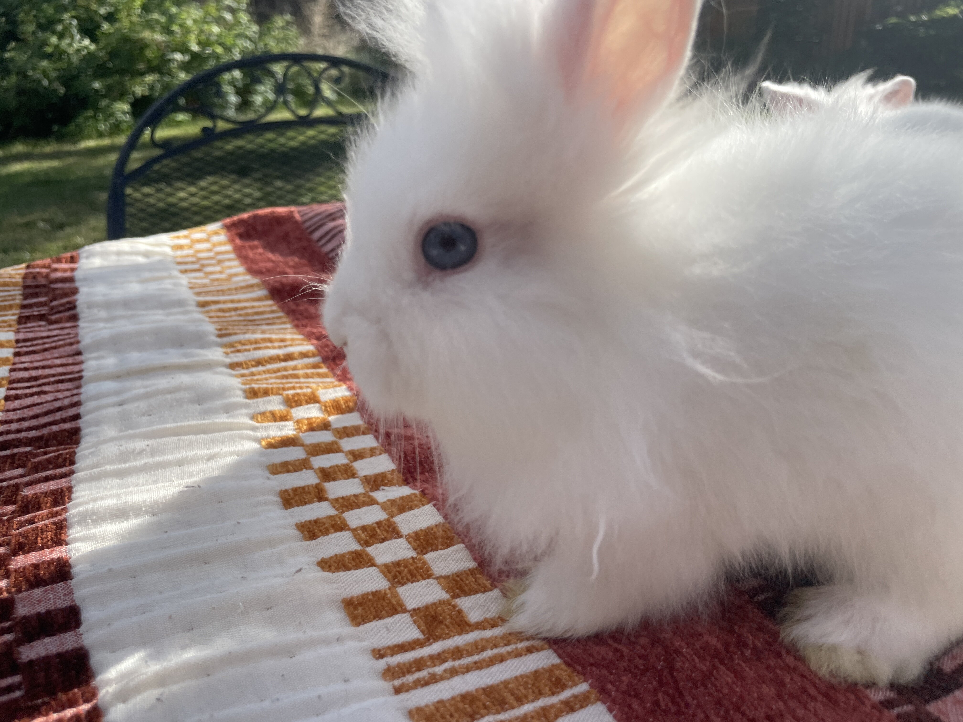 Lionhead Bunnies image 3