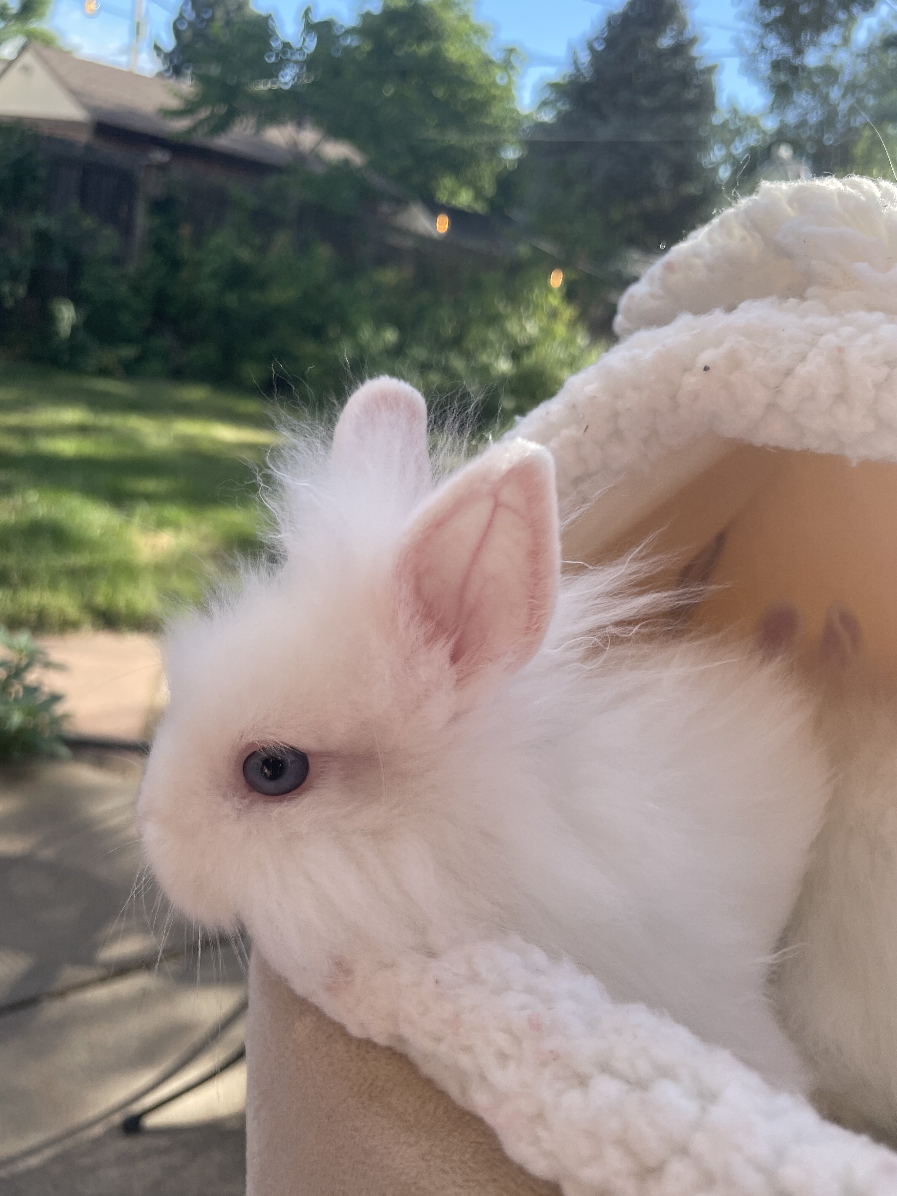 Lionhead Bunnies image 2