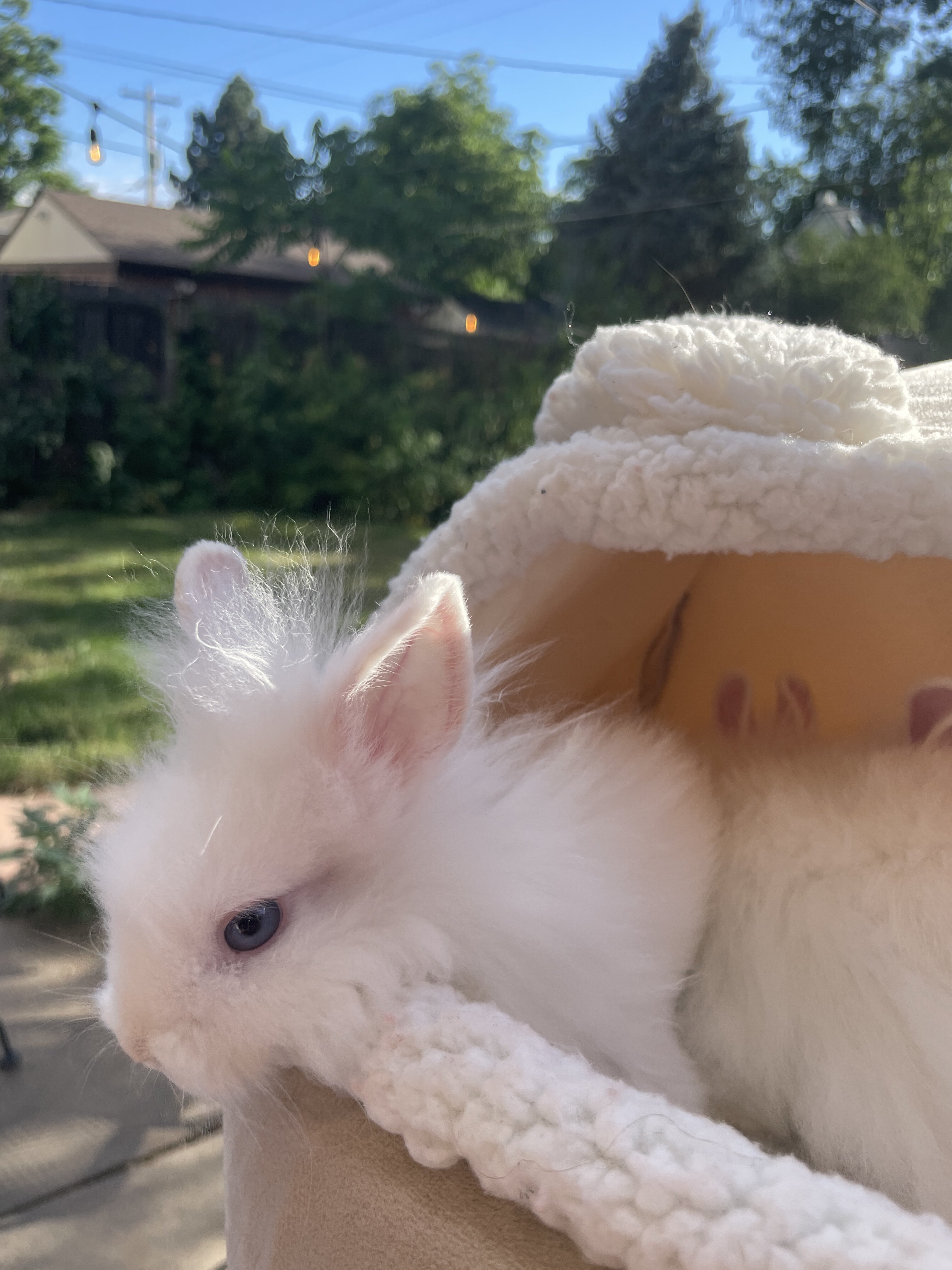 Lionhead Bunnies image 1