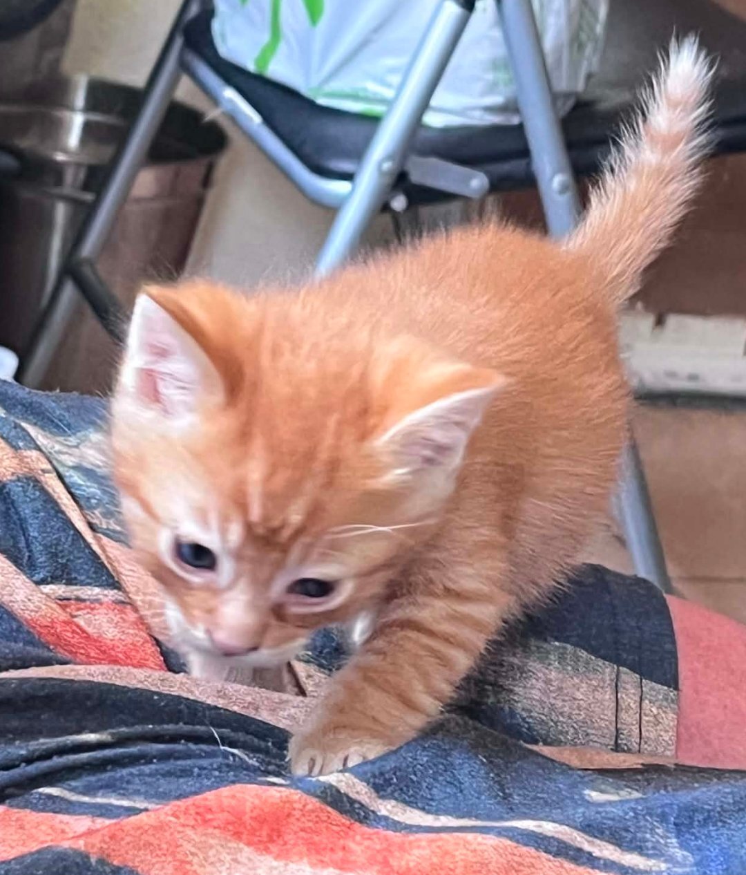 Kittens image 3