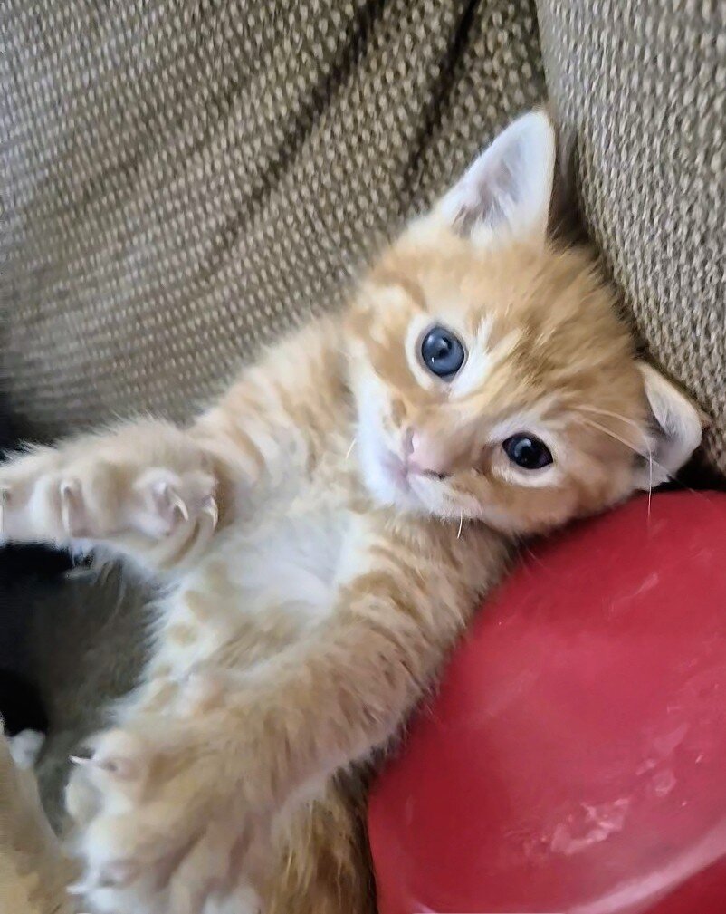 Kittens image 1