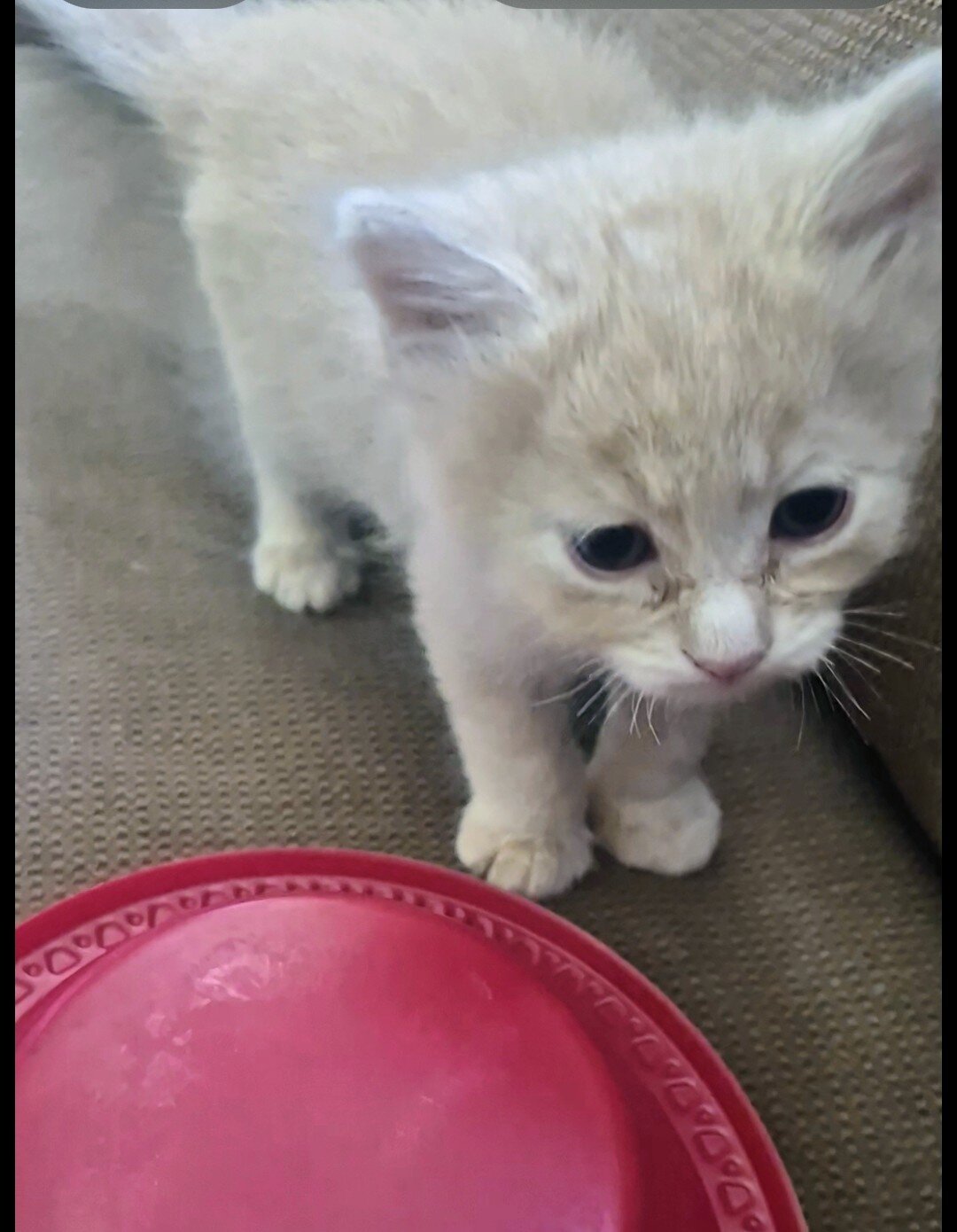 Kittens image 2