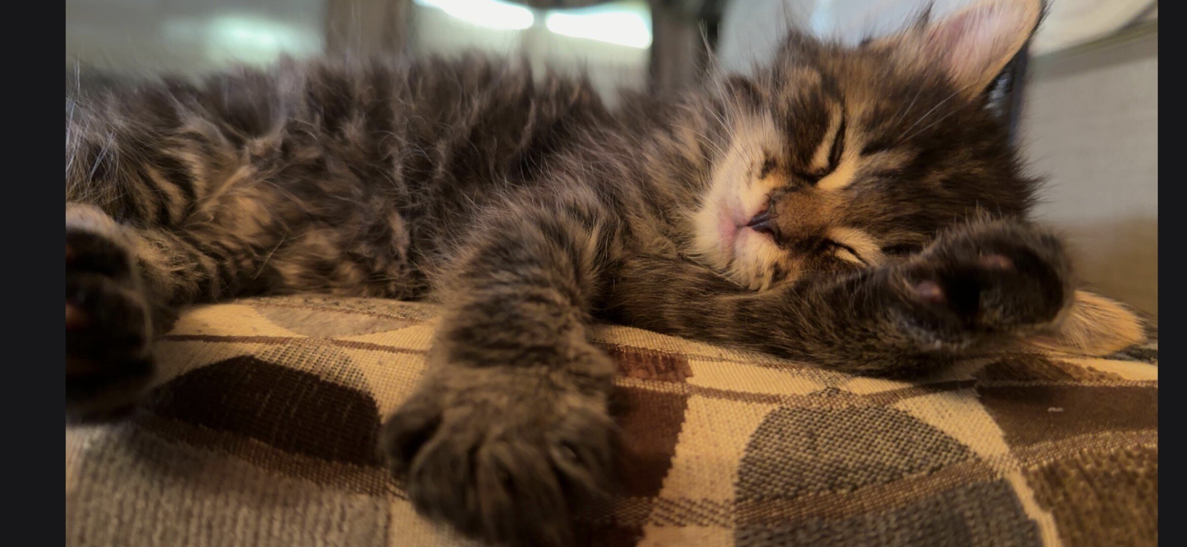 Kittens image 5