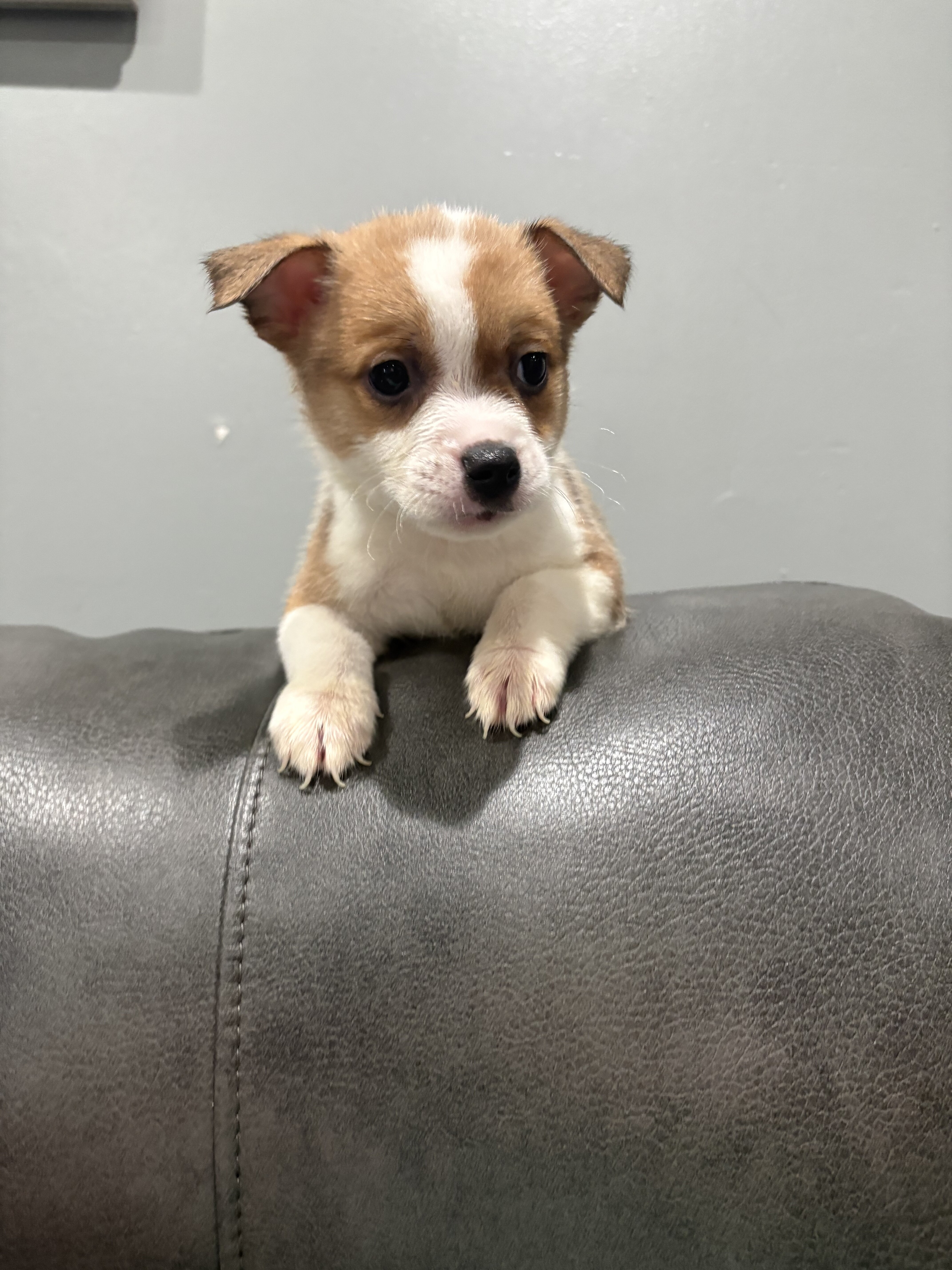 Corgi/ chi mix image 1