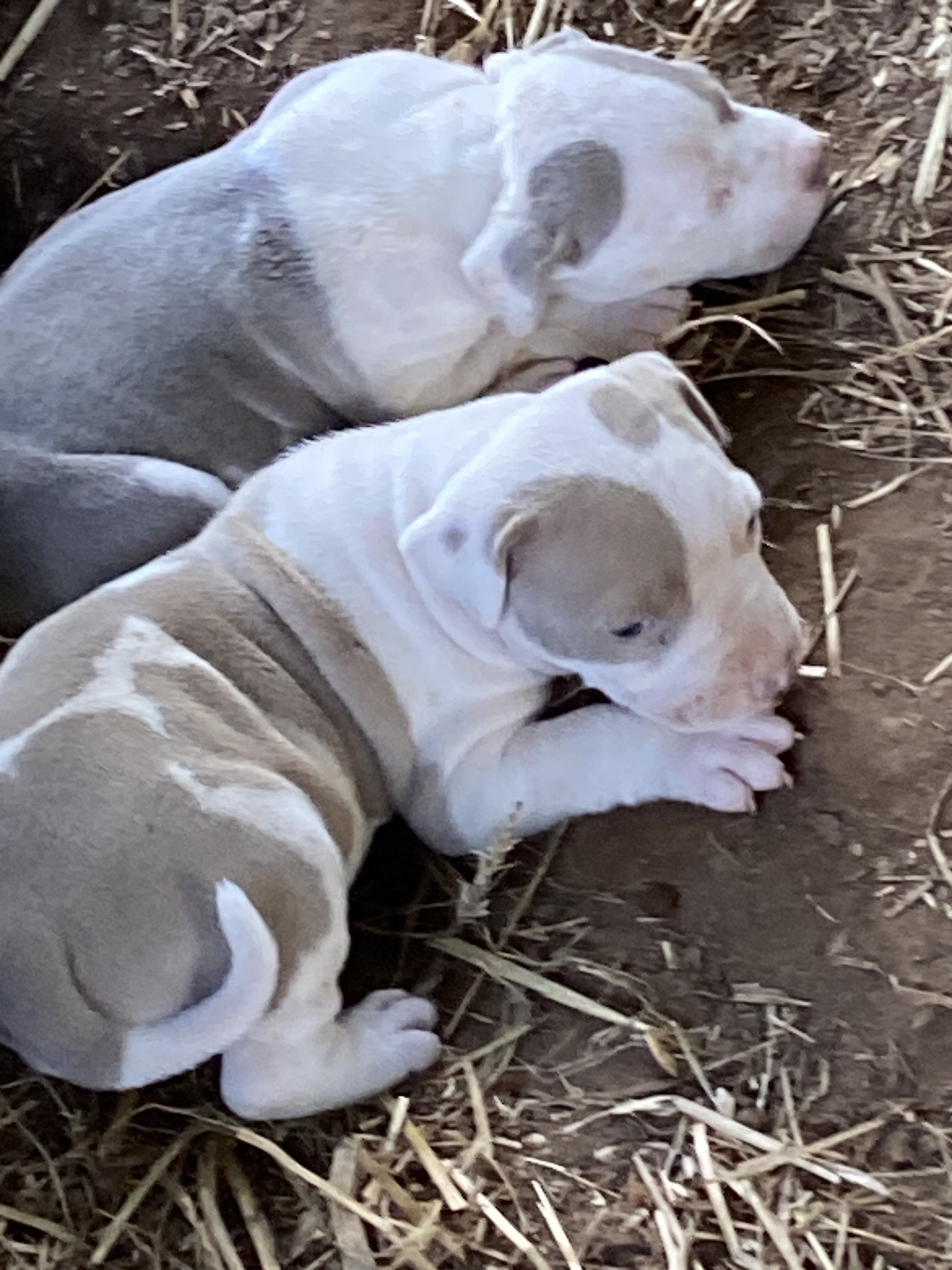RAZOREDGE PUPPIES!! image 2