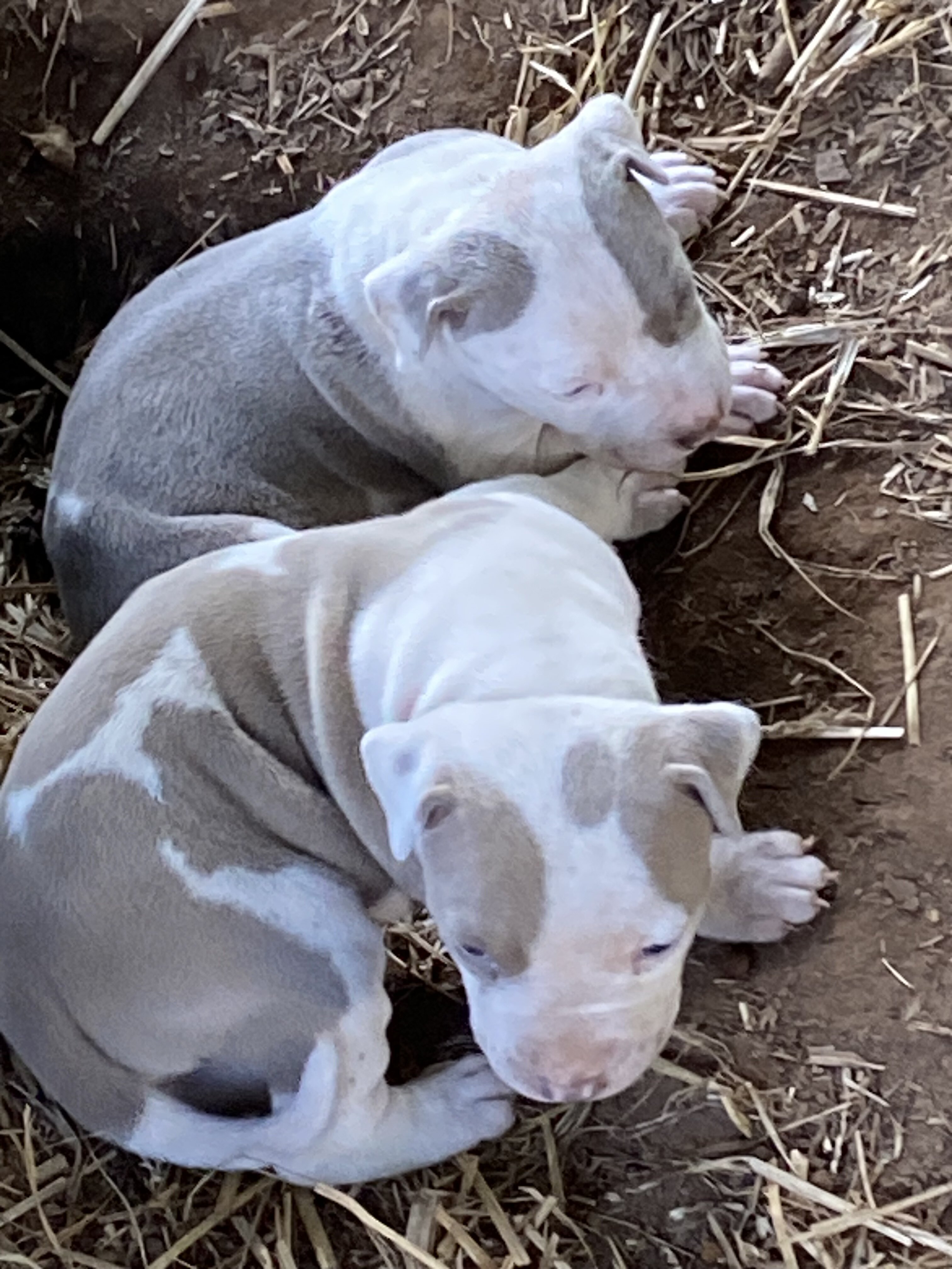 RAZOREDGE PUPPIES!! image 1