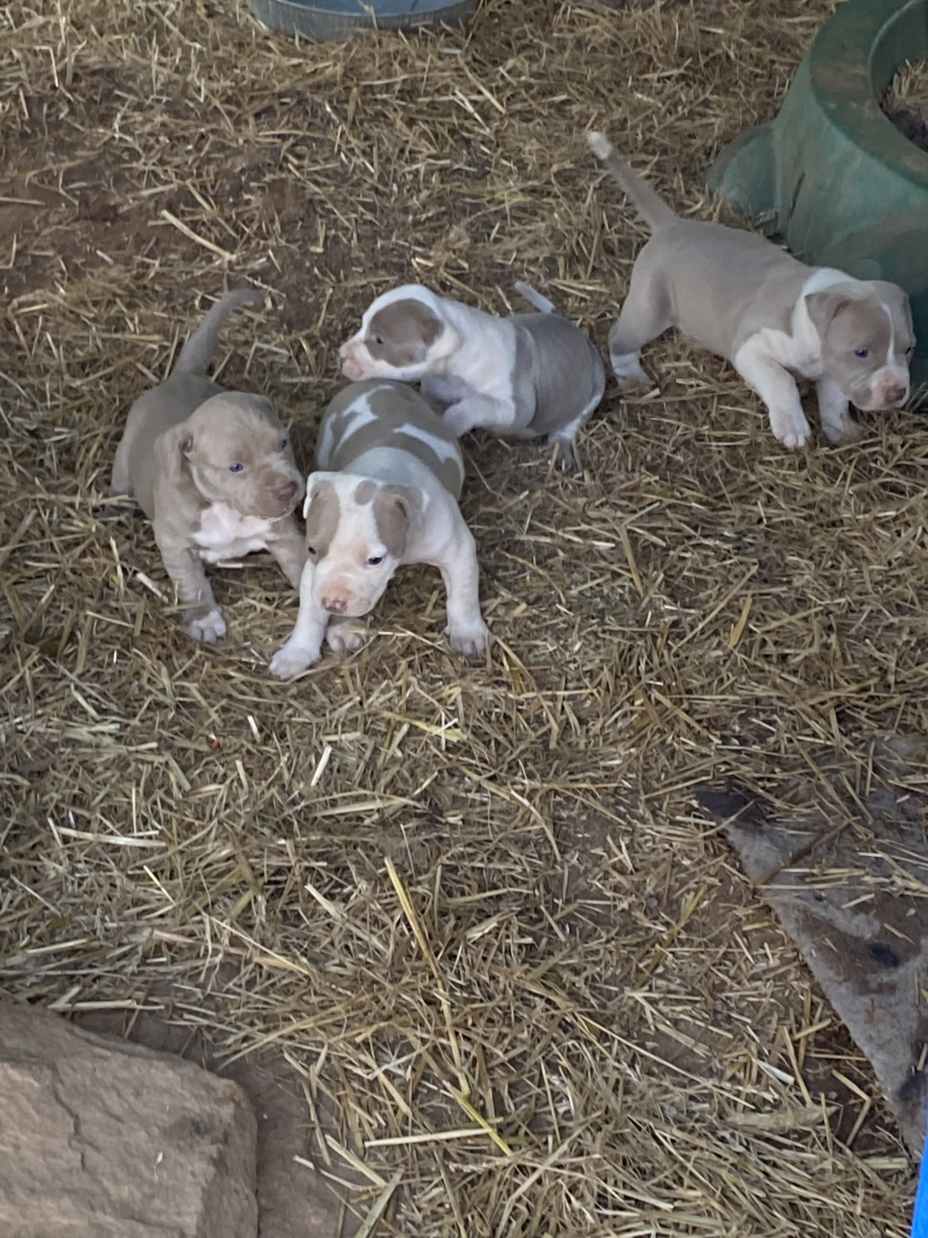 RAZOREDGE PUPPIES!! image 3