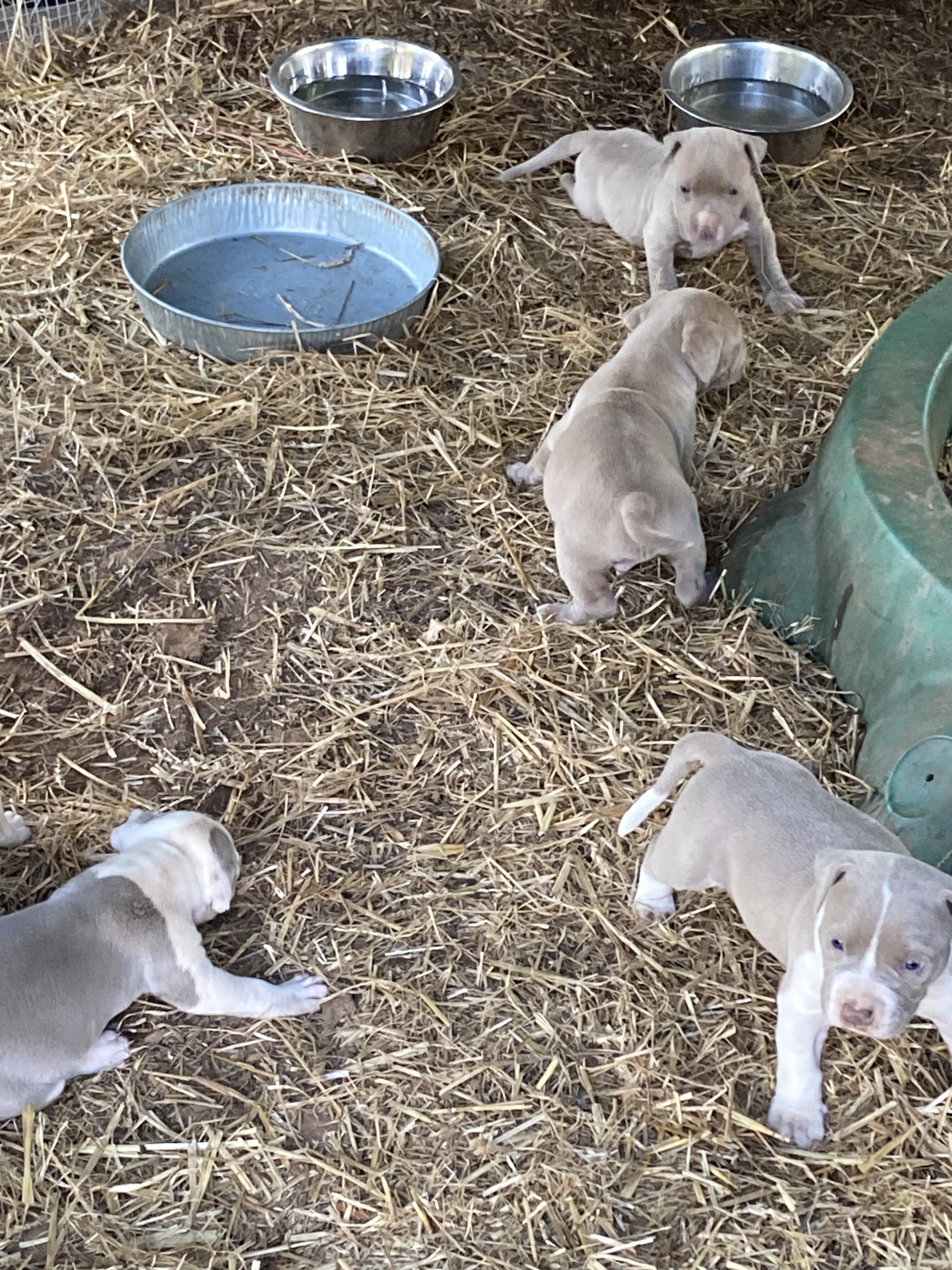 RAZOREDGE PUPPIES!! image 4