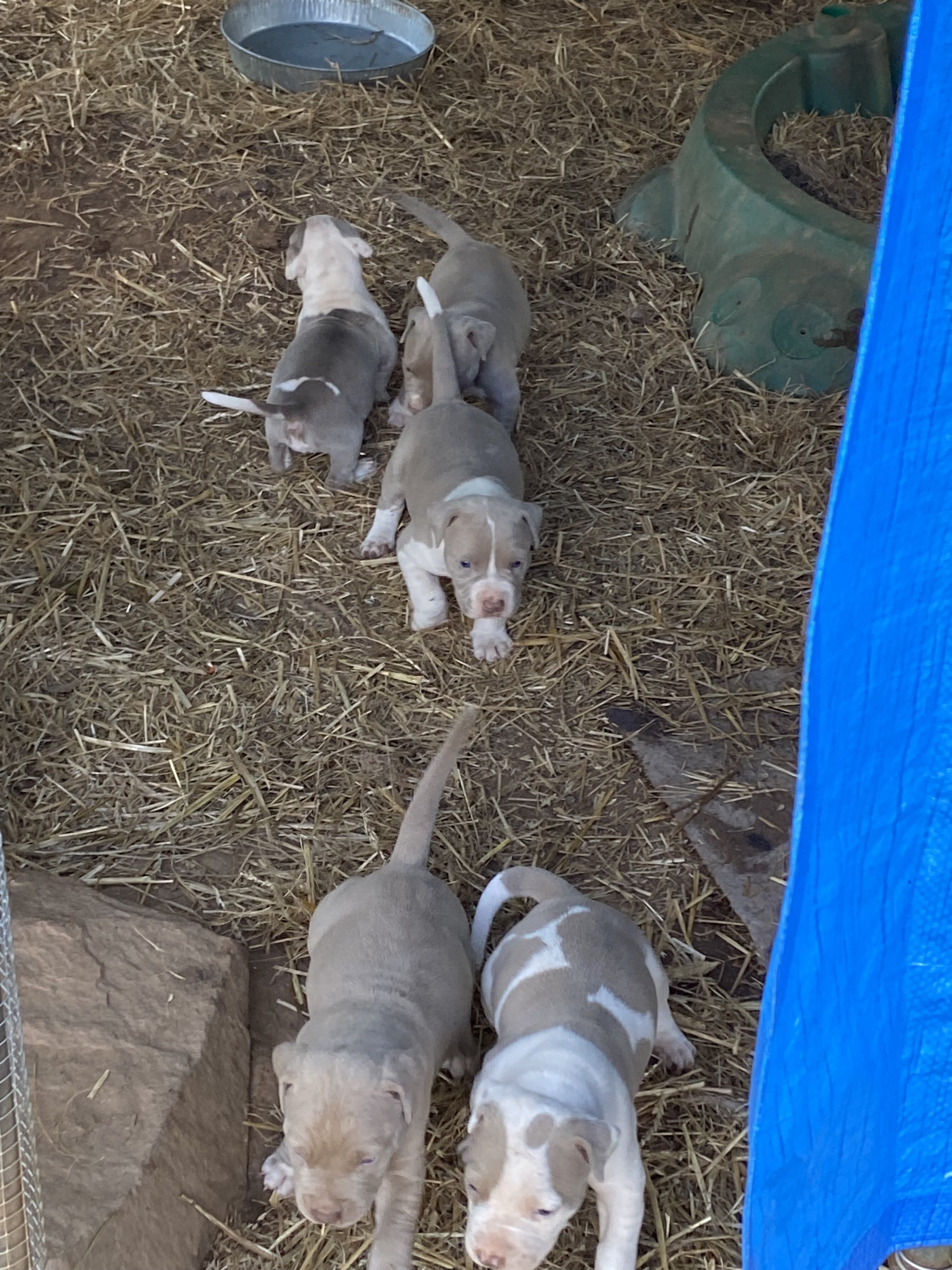 RAZOREDGE PUPPIES!! image 5