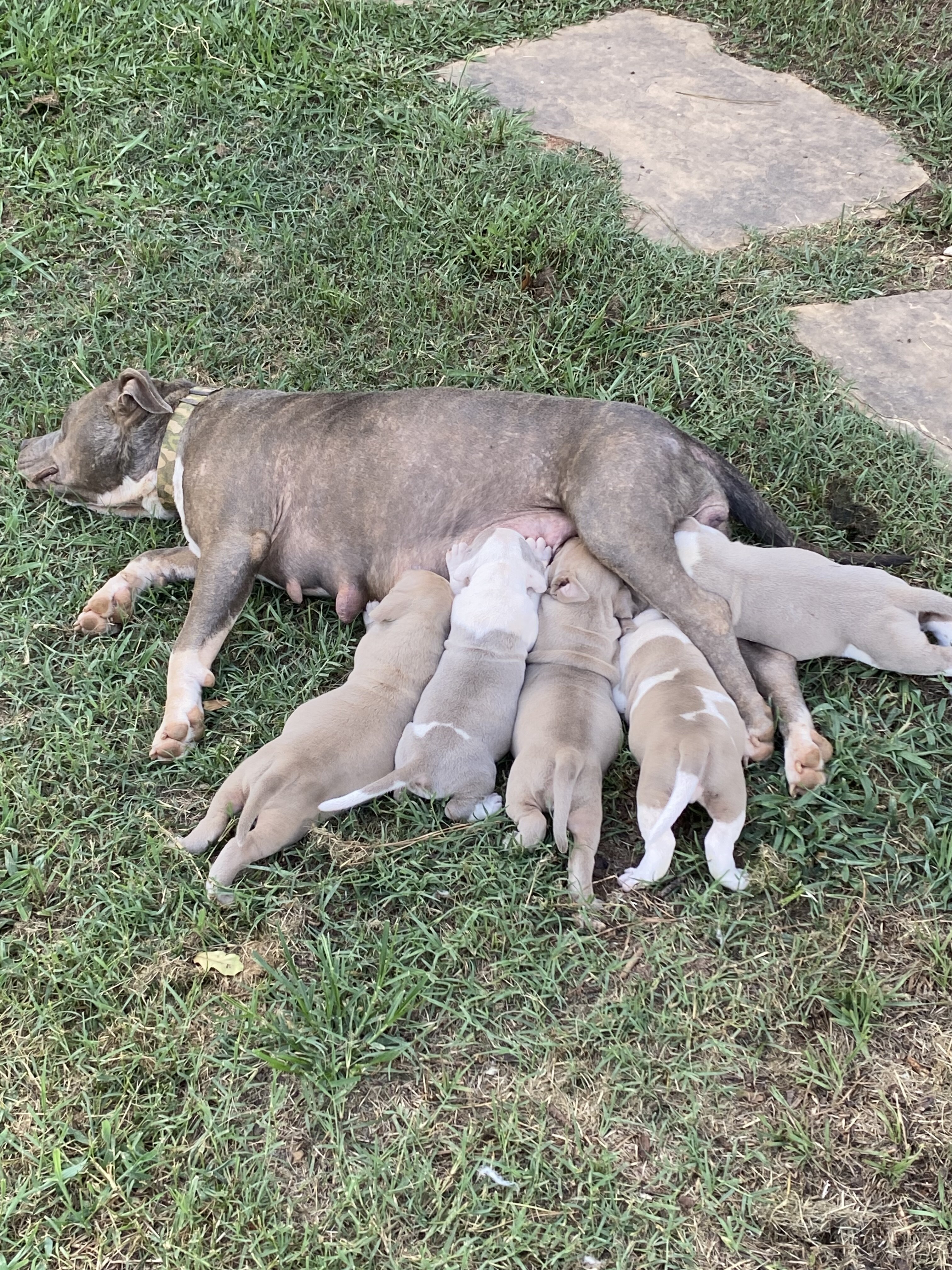 RAZOREDGE PUPPIES!! image 6