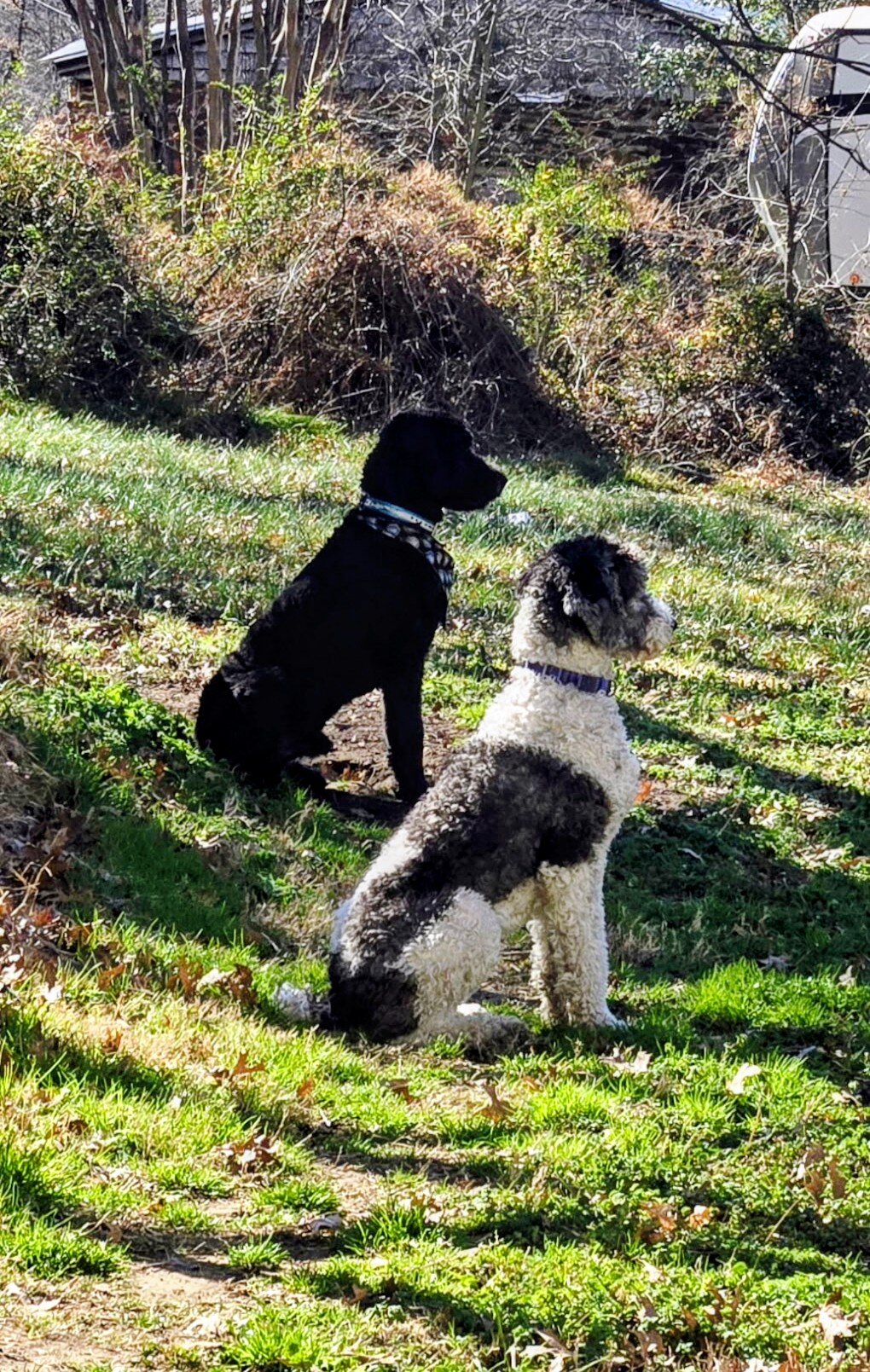 Bernedoodle puppies image 5