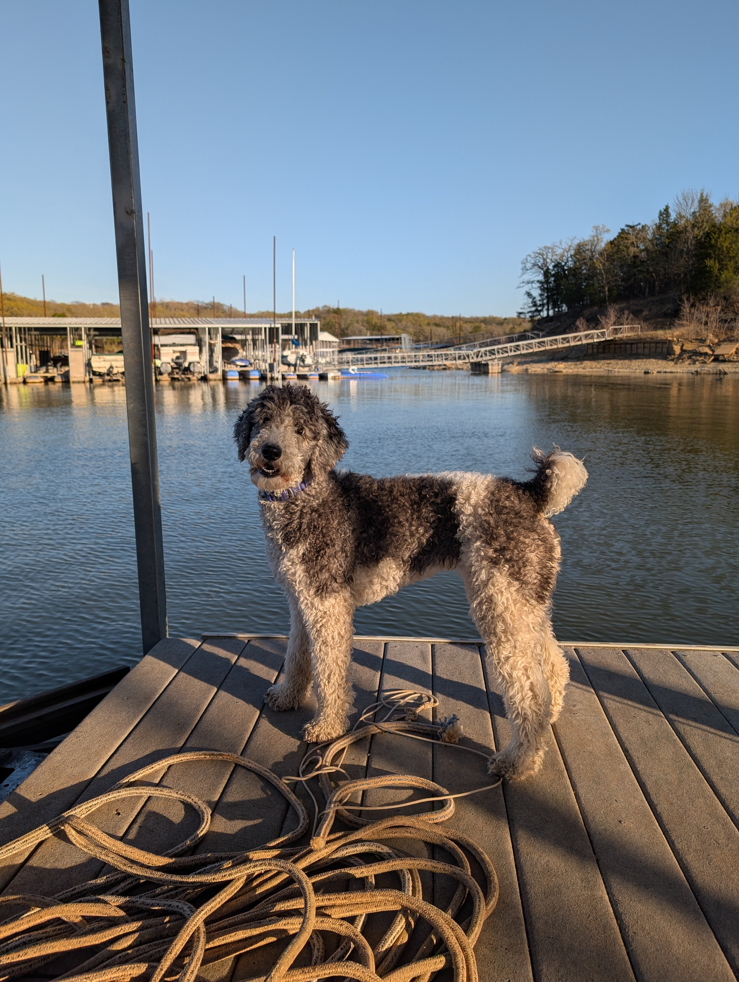 Bernedoodle puppies image 10