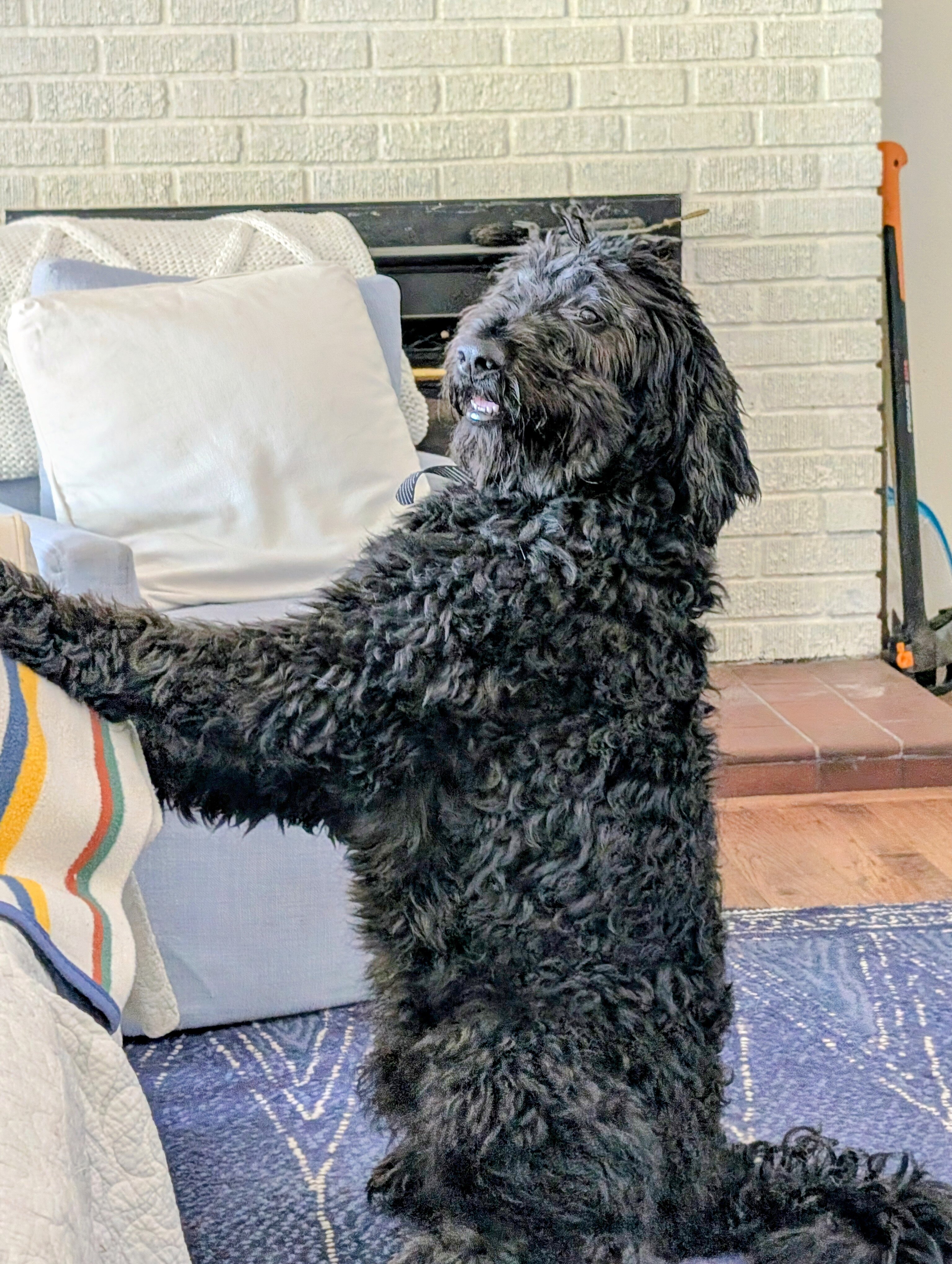 Bernedoodle puppies image 9