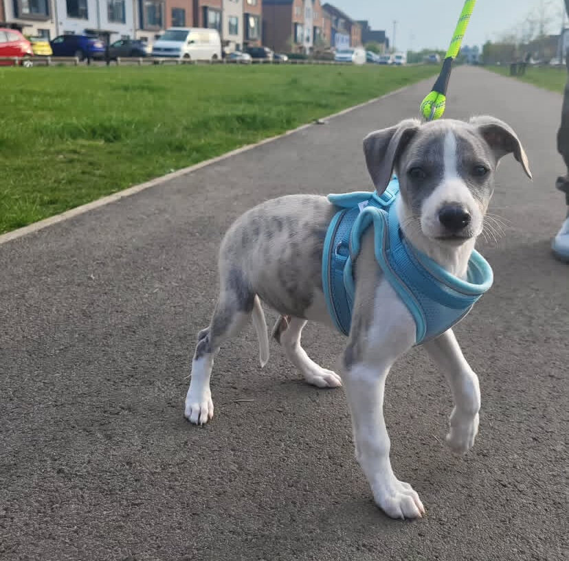 Sweet male, female Whippet puppies image 1