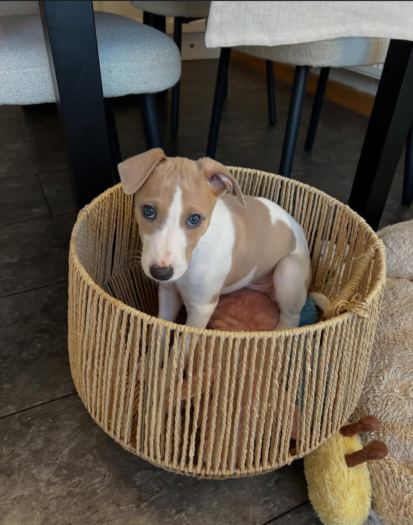Sweet male, female Whippet puppies image 2