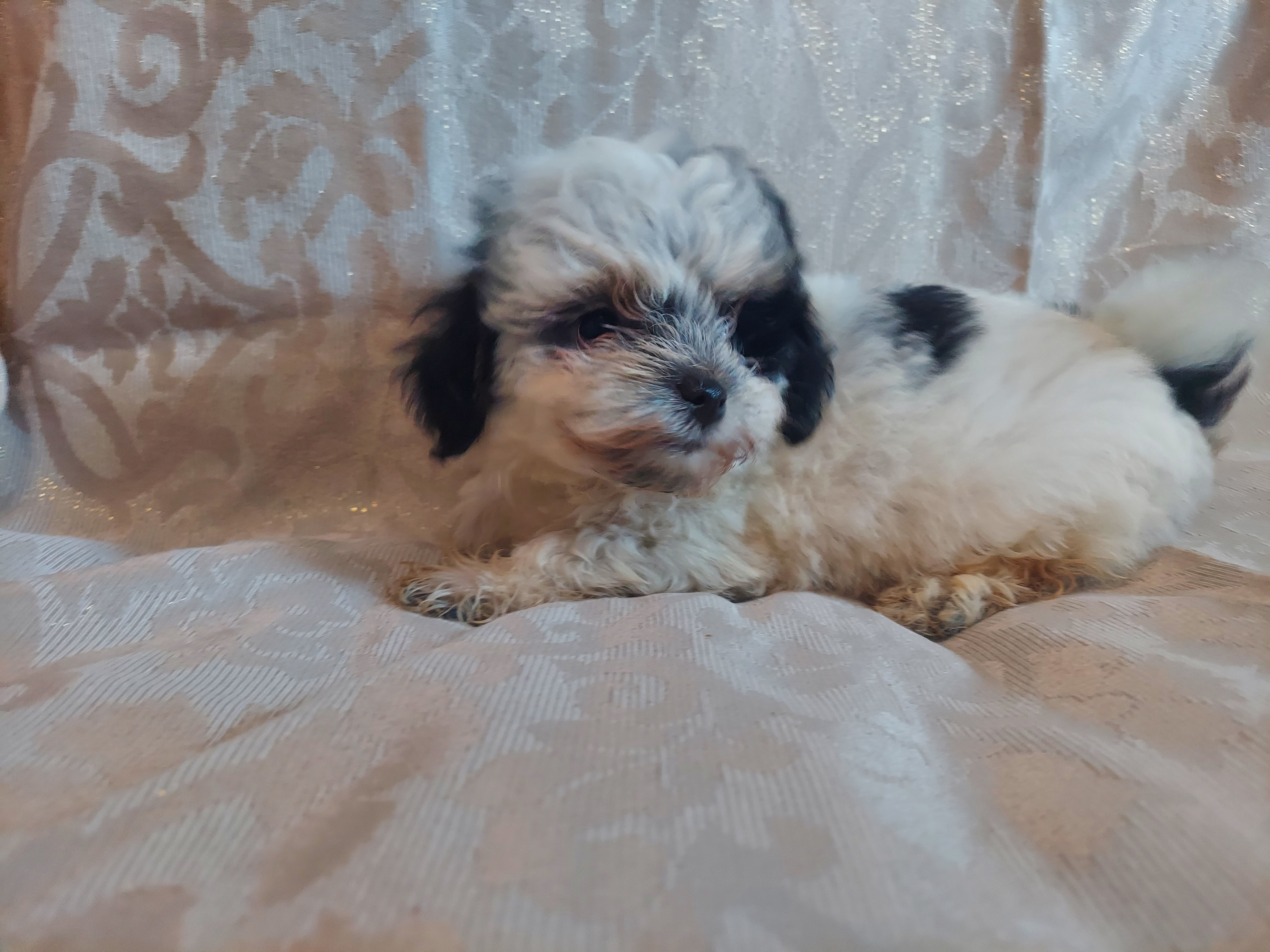 Milo,  in-home raised, non-shedding image 1