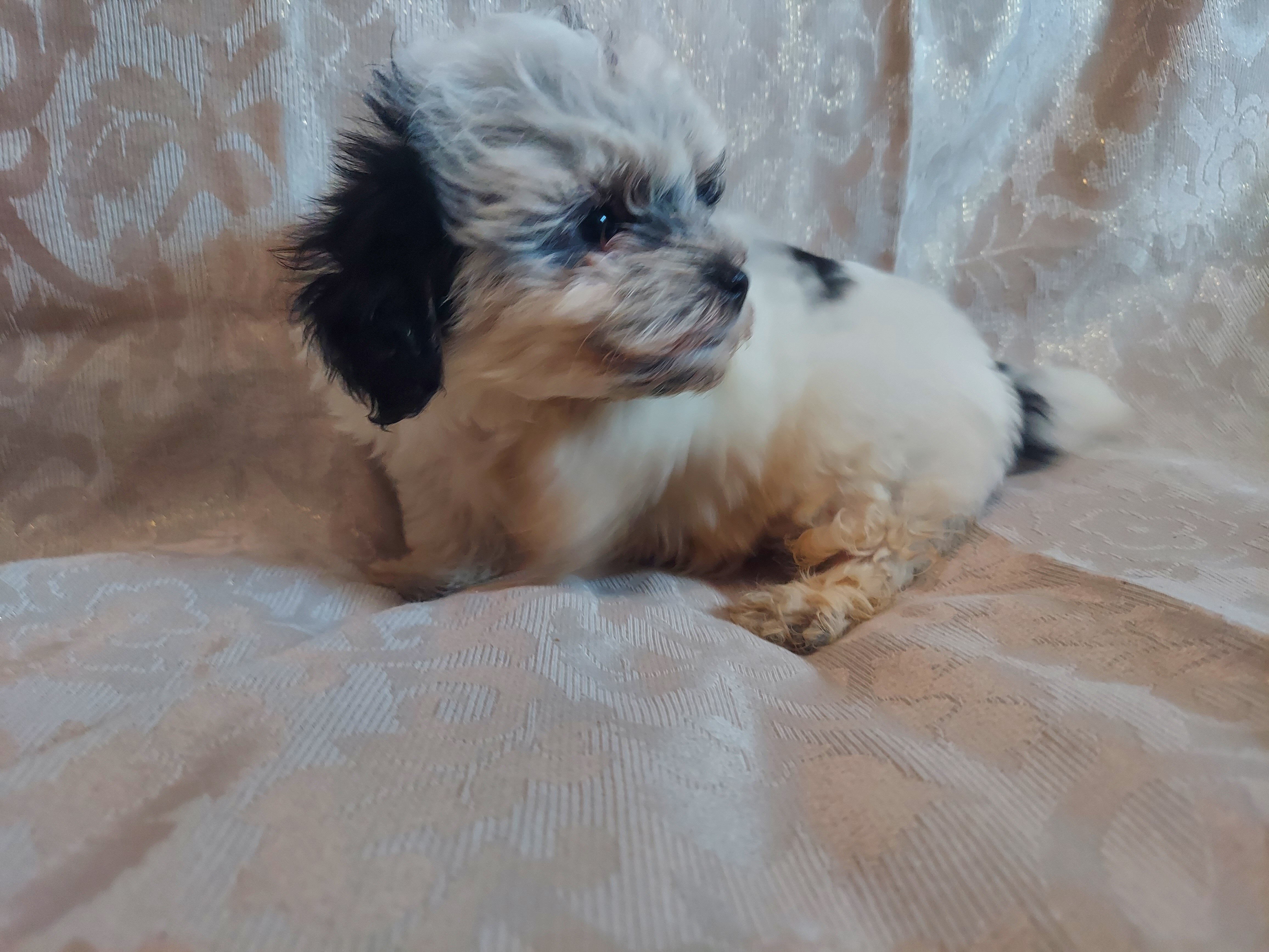 Milo,  in-home raised, non-shedding image 4