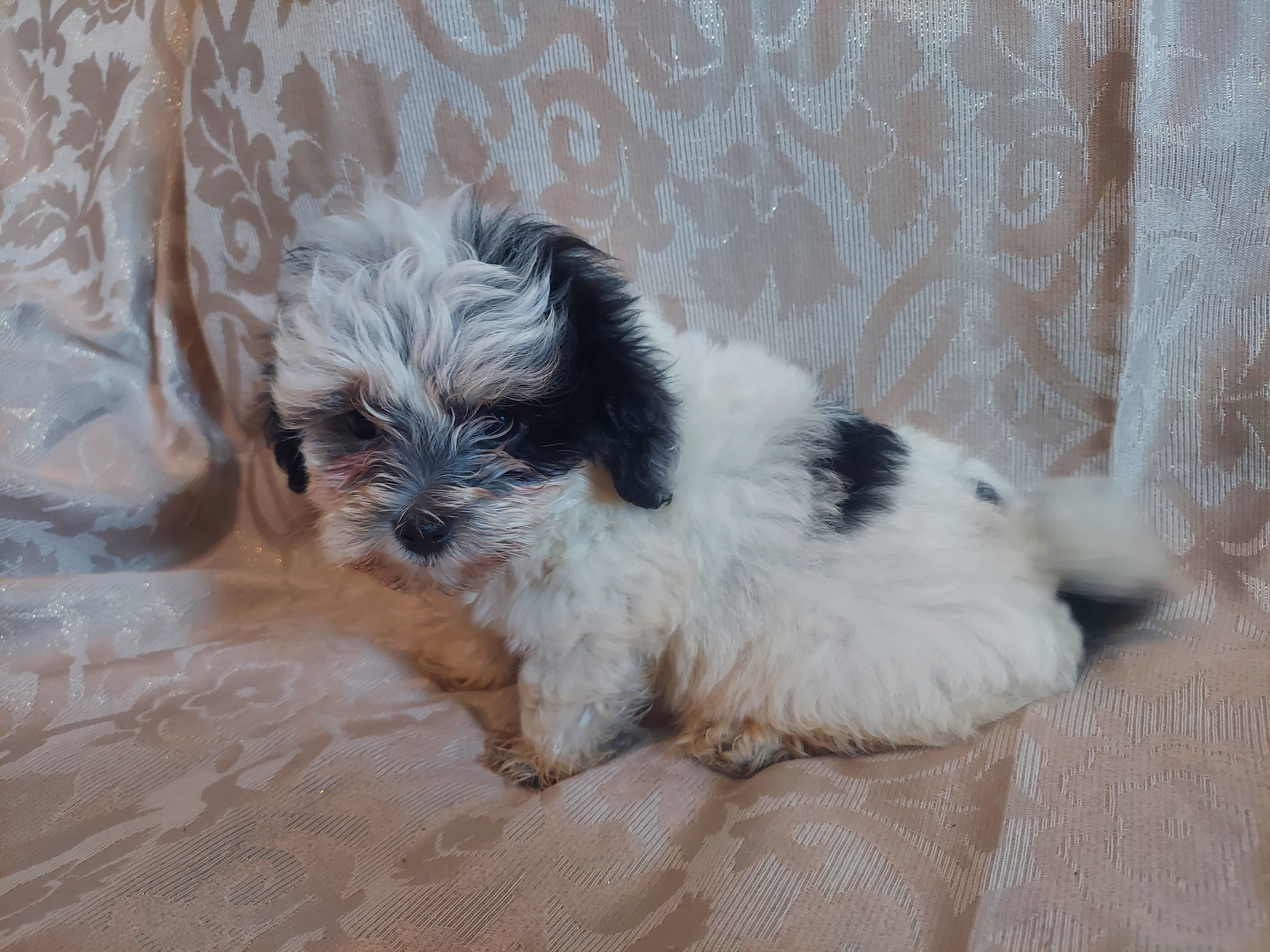 Milo,  in-home raised, non-shedding image 2