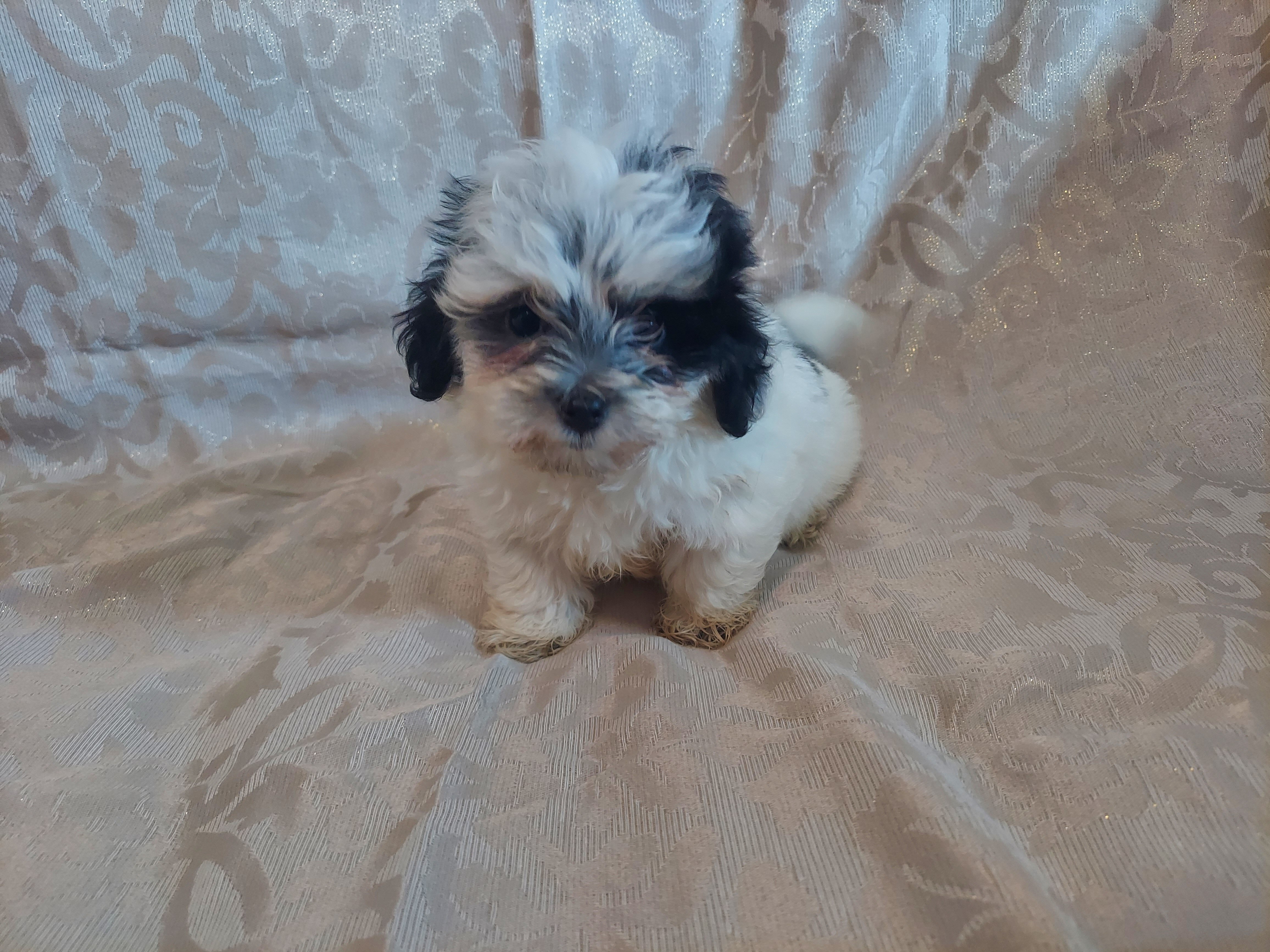 Milo,  in-home raised, non-shedding image 3